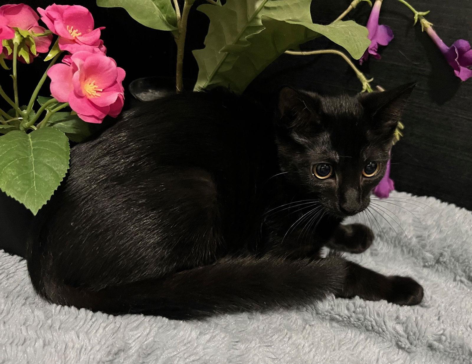 Enlarge Eclipse, a Adoptable Domestic Short Hair in Fayetteville, GA image 3/3