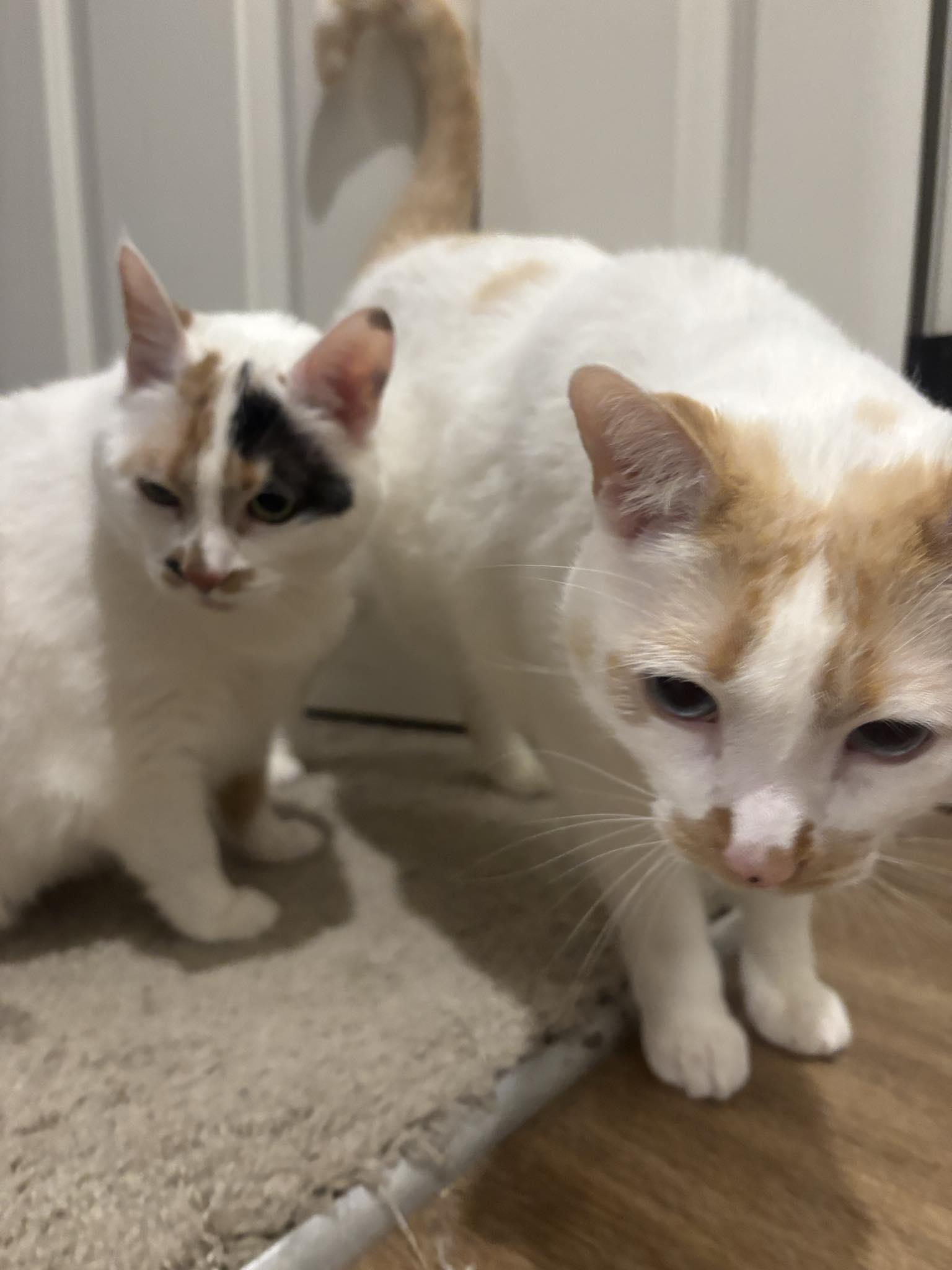 Sugar & Cookie