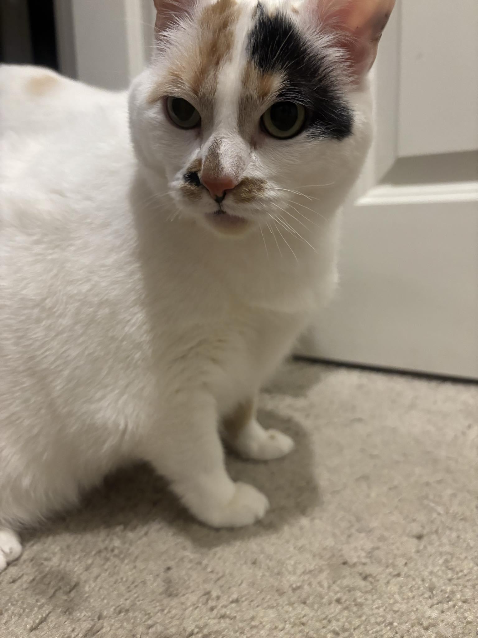 Sugar & Cookie, a Adopted mixed breed in San Diego, CA image 2/4