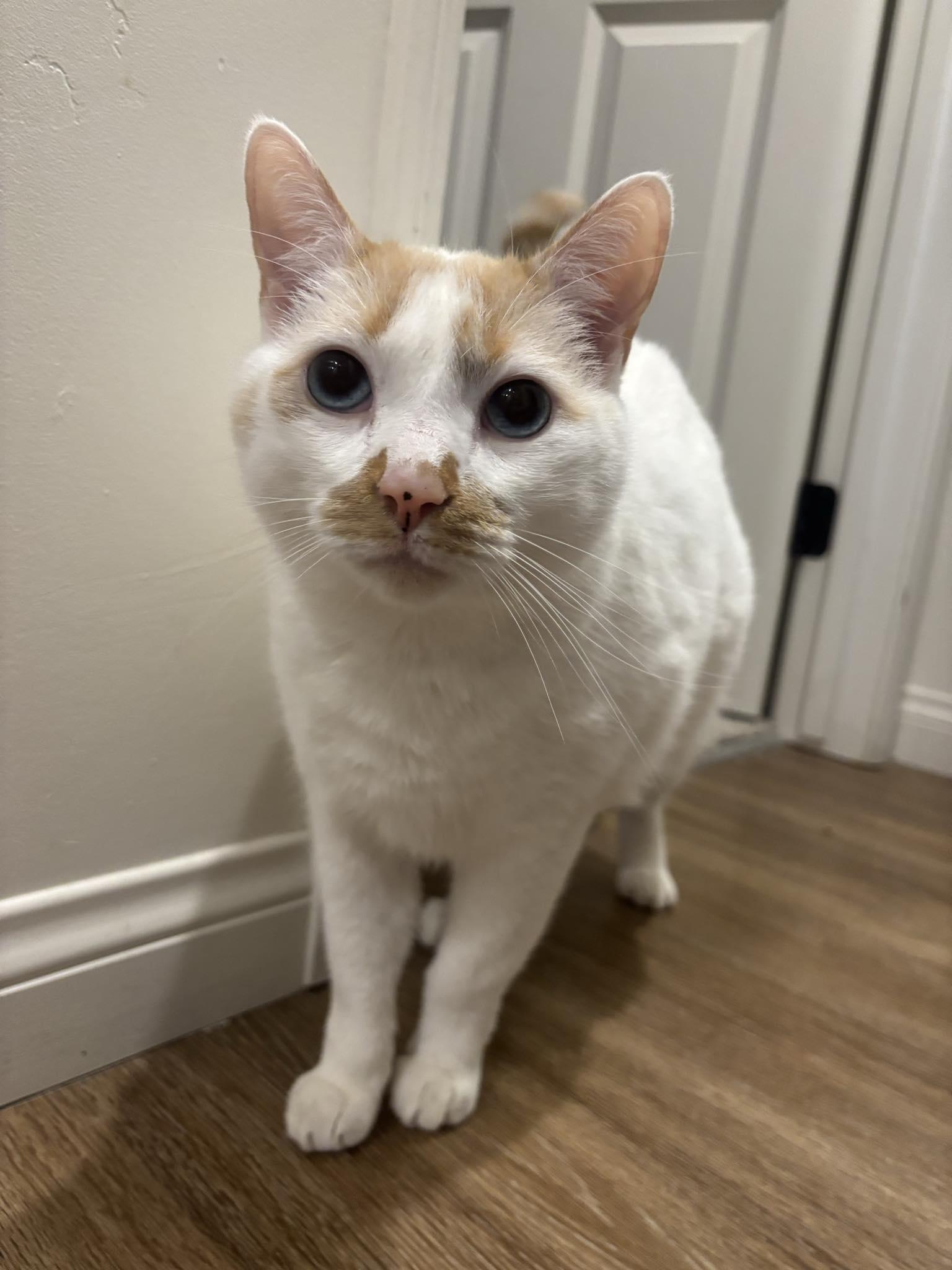 Sugar & Cookie, a Adopted mixed breed in San Diego, CA image 3/4