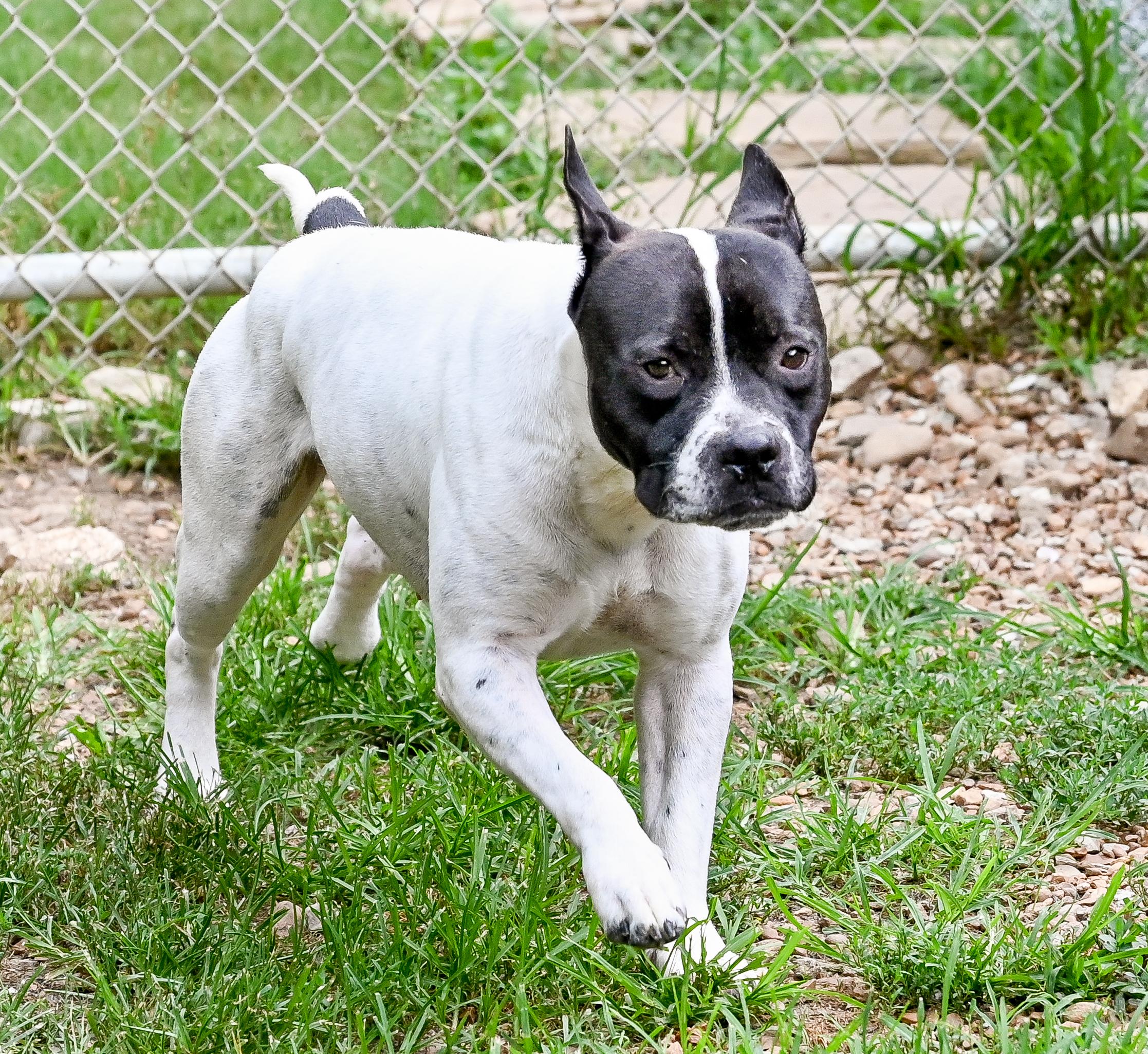 Gouda, a ADOPTABLE mixed breed in Chattanooga, TN image 2/4