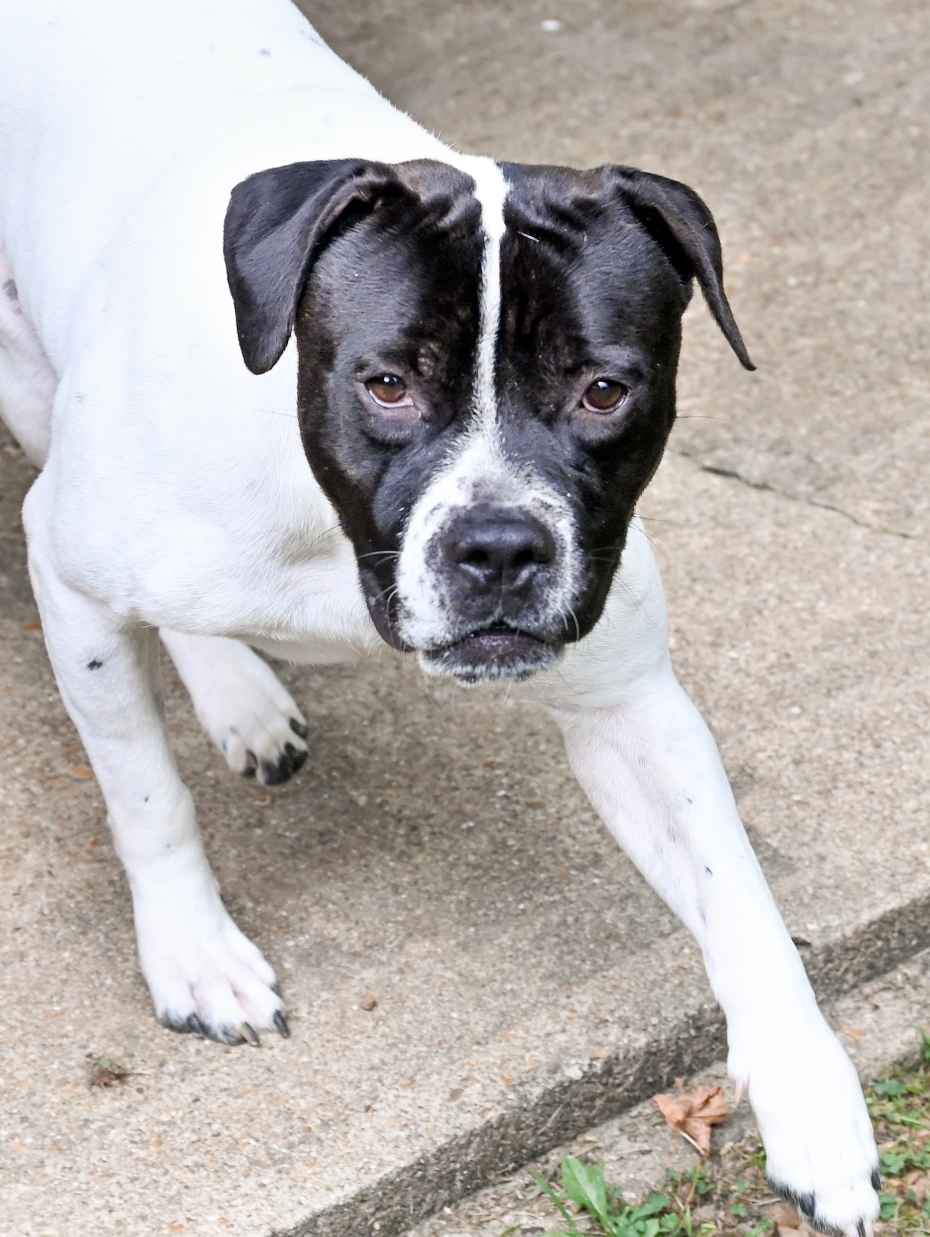 Gouda, a ADOPTABLE mixed breed in Chattanooga, TN image 4/4