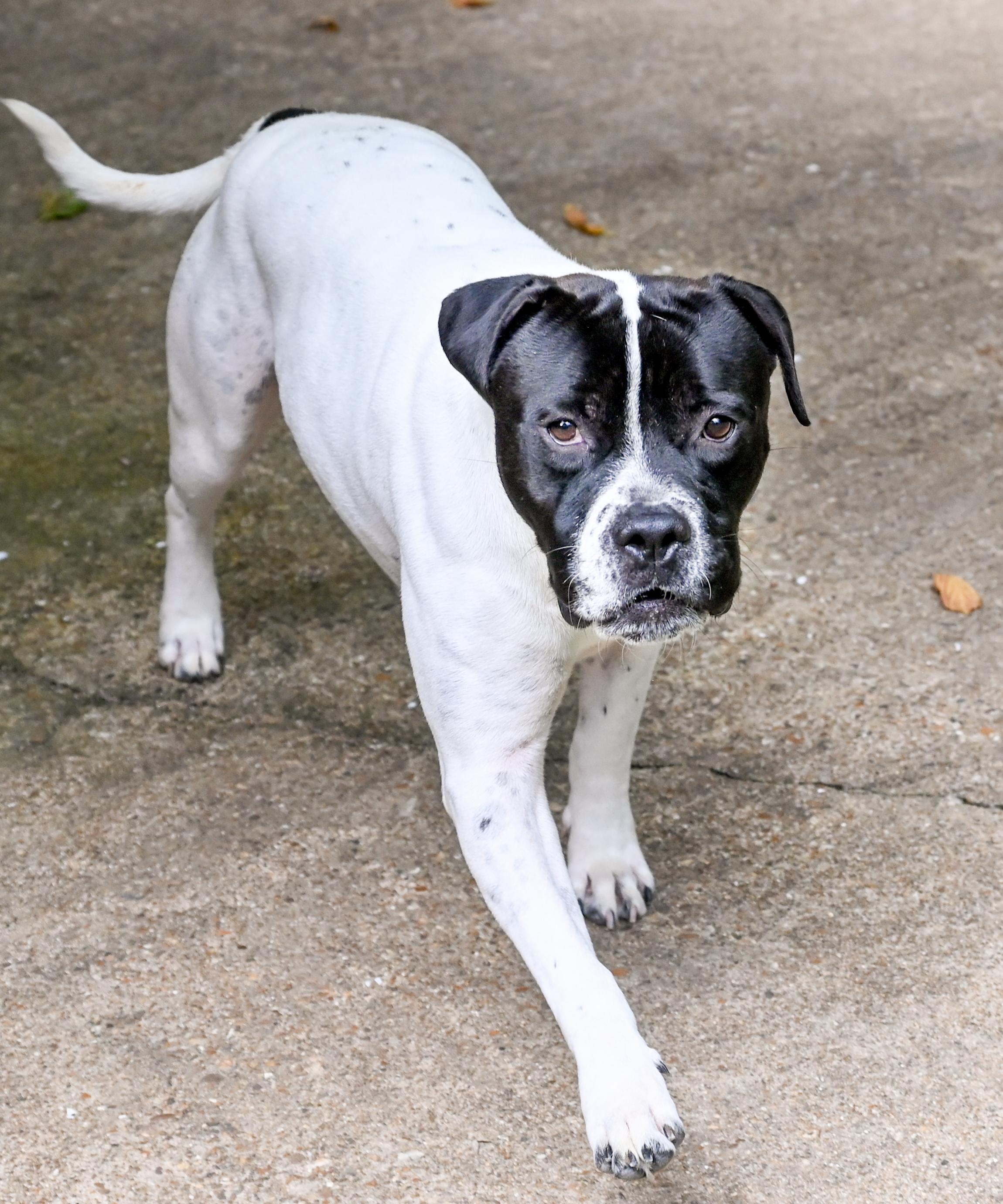 Gouda, a ADOPTABLE mixed breed in Chattanooga, TN image 3/4