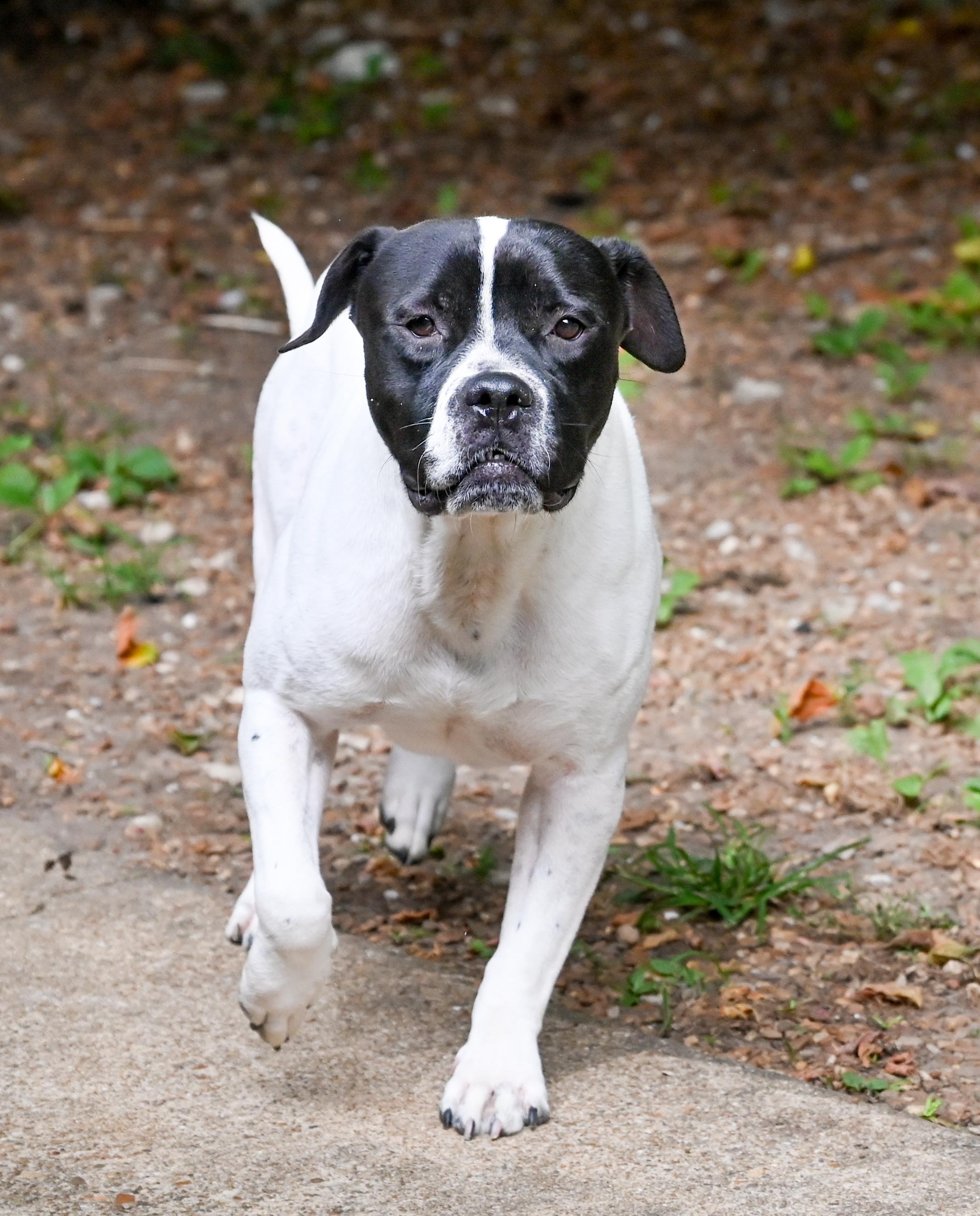Gouda, a ADOPTABLE mixed breed in Chattanooga, TN image 1/4