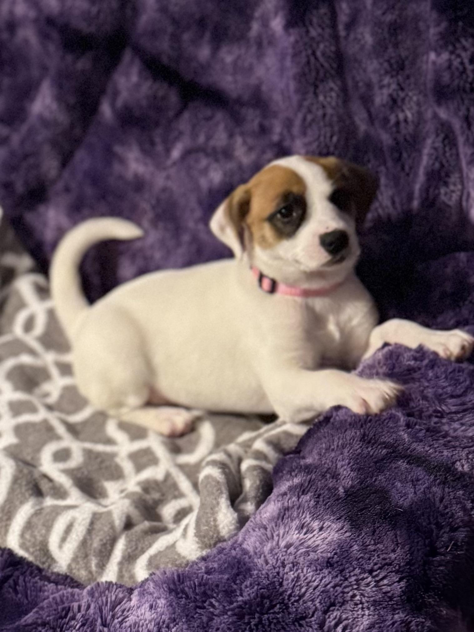 Lola, a Adoptable mixed breed in Walker, LA image 2/3