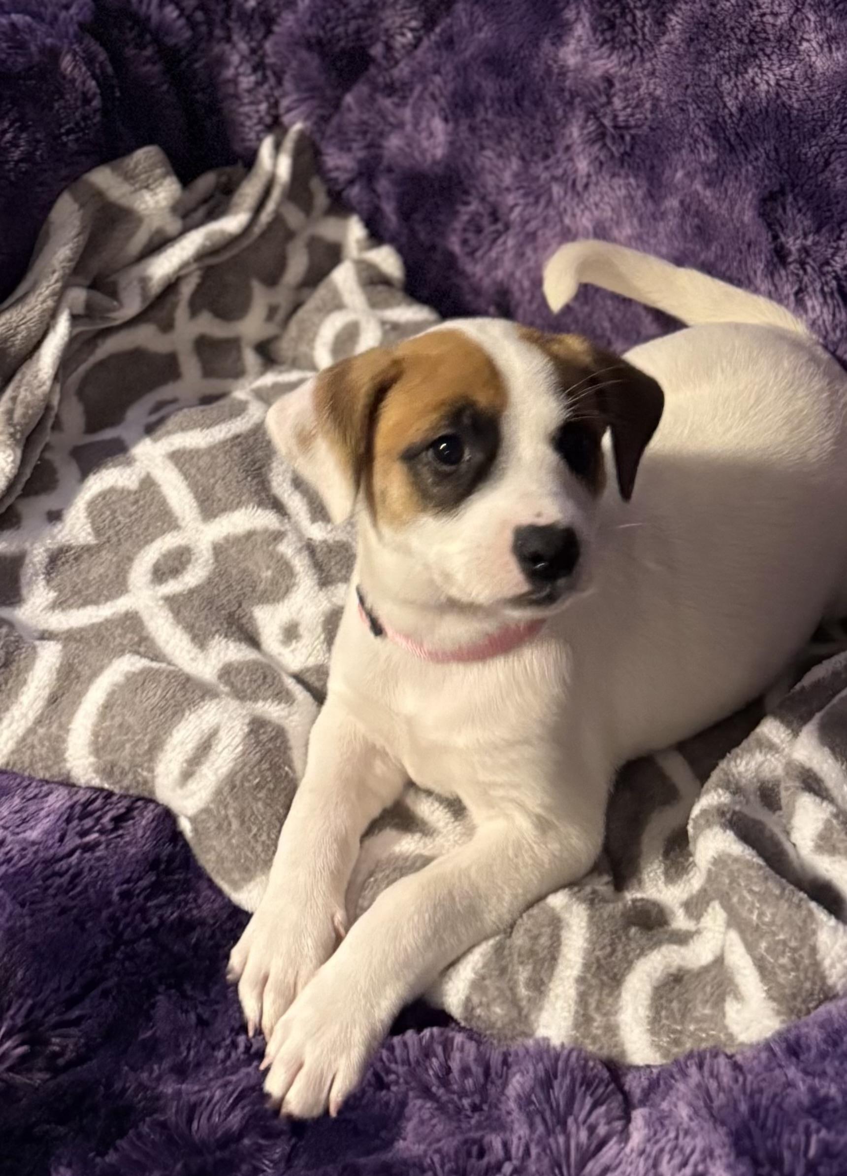 Lola, a Adoptable mixed breed in Walker, LA image 1/3