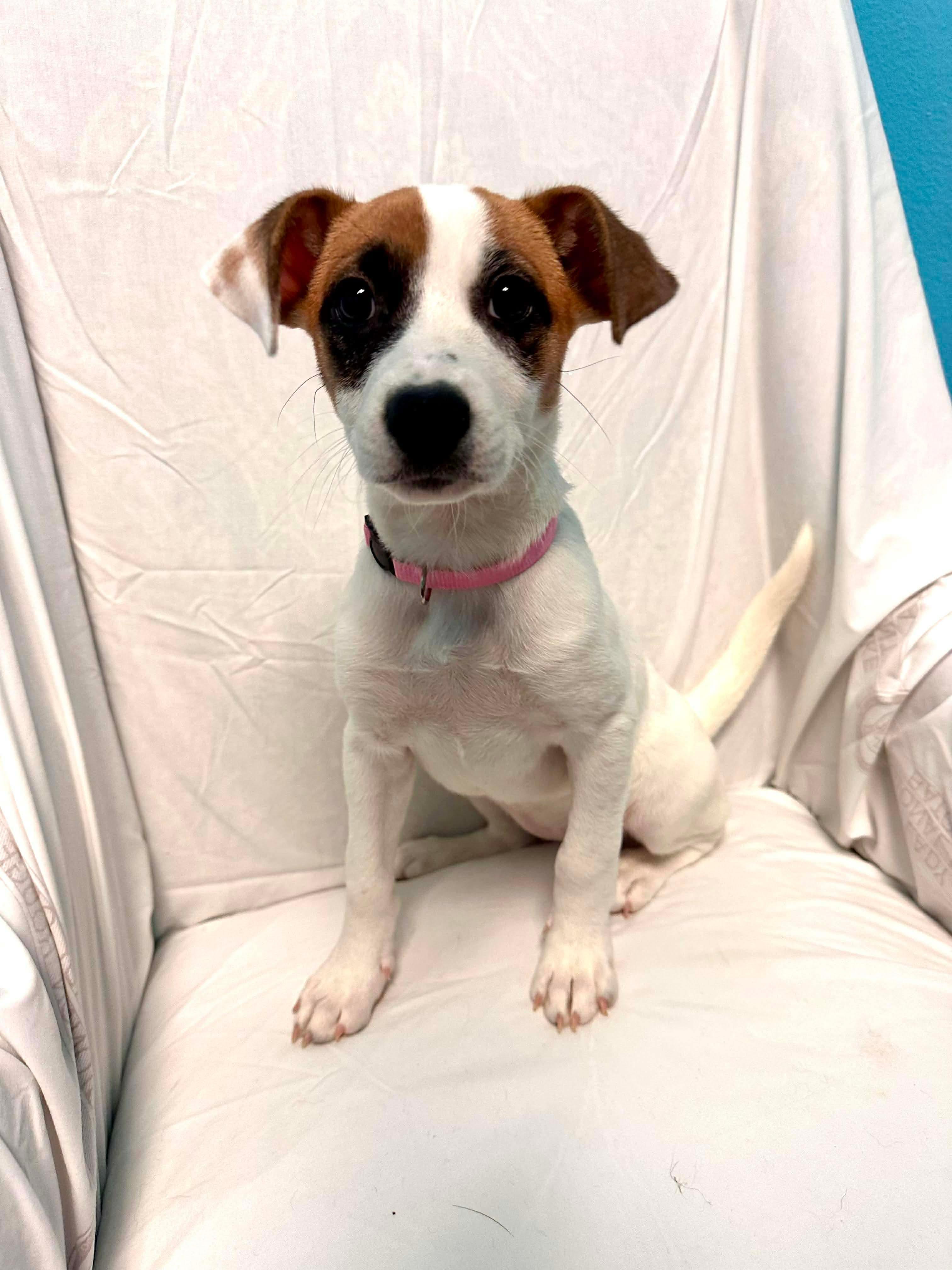 Enlarge Lola, an adopted mixed breed in Walker, LA image 1/5