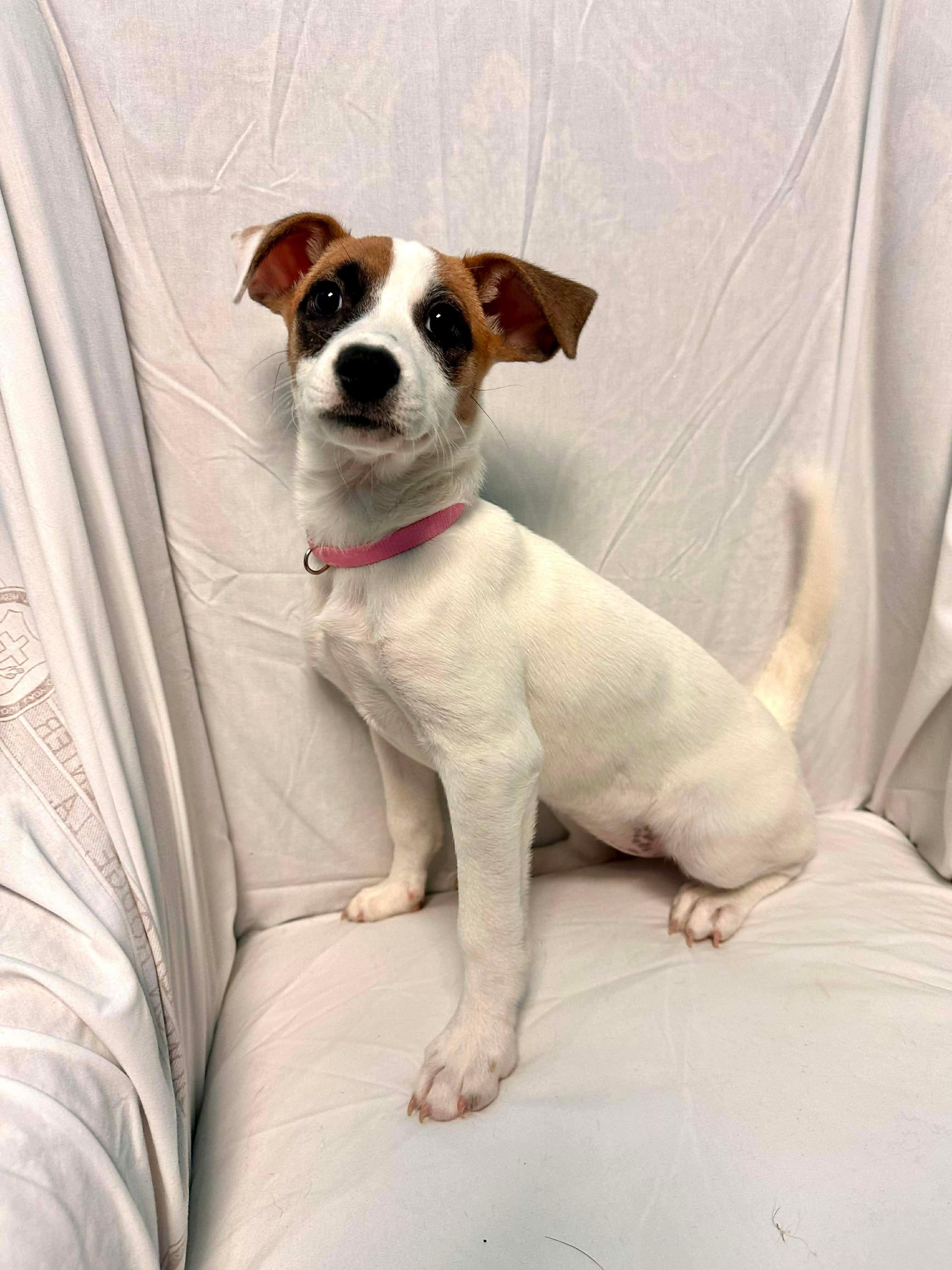 Enlarge Lola, an adopted mixed breed in Walker, LA image 5/5