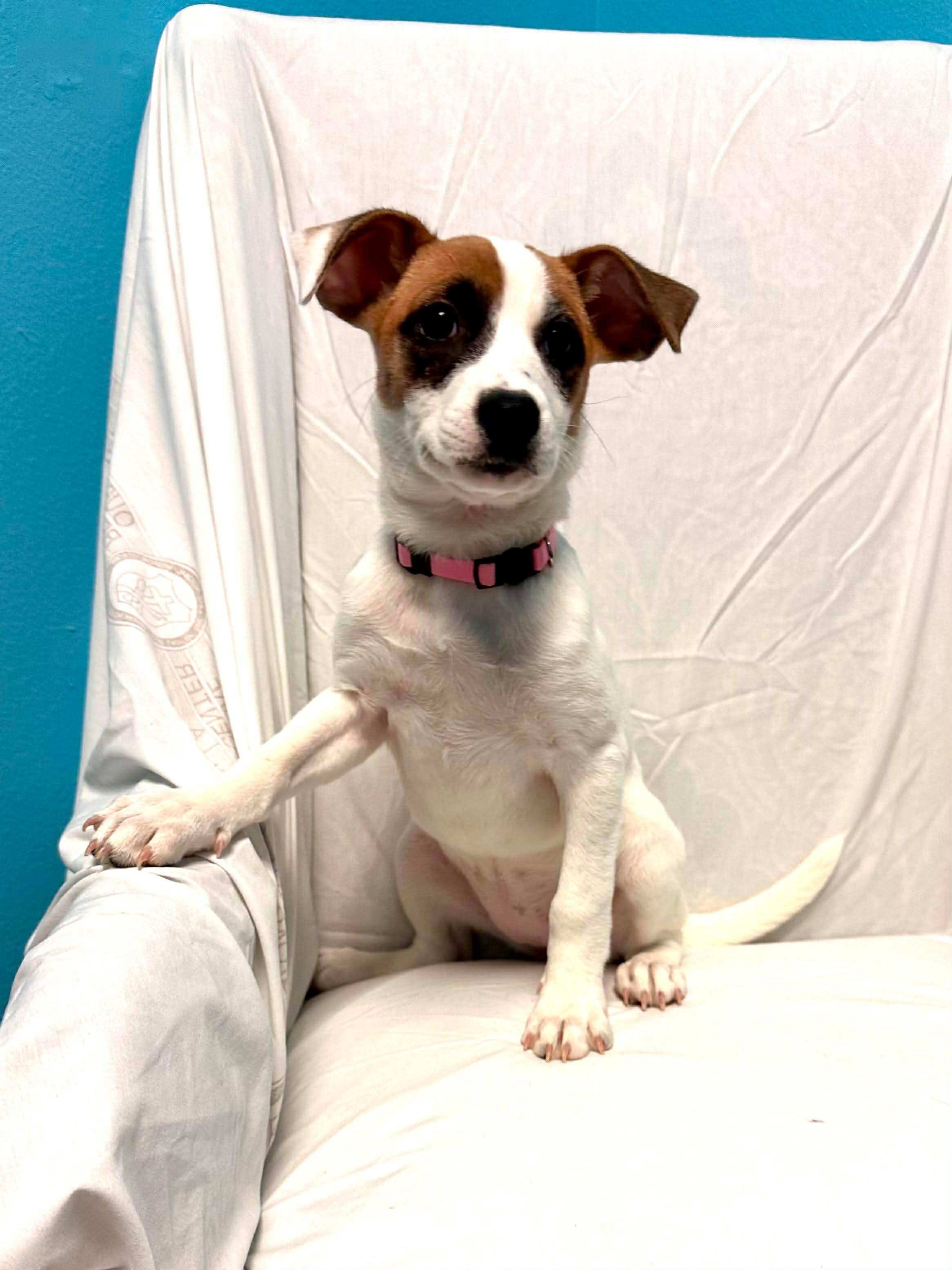 Enlarge Lola, an adopted mixed breed in Walker, LA image 2/5