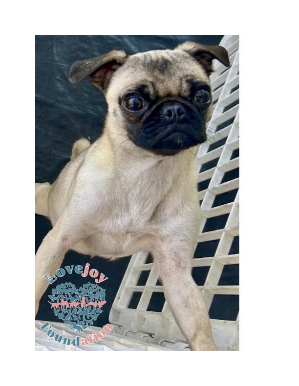 Tilly COH is a 1 and 12 year old female Pug who came to us as an owner surrender along