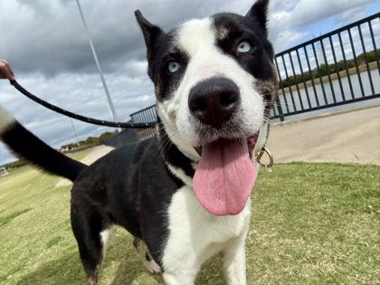 Eerie, a Adoptable mixed breed in Lewisville, TX image 1/3