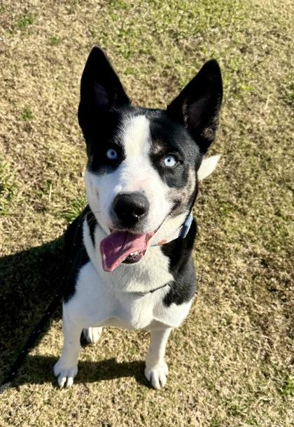 Eerie, a Adoptable mixed breed in Lewisville, TX image 2/3