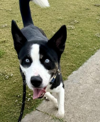 Eerie, a Adoptable mixed breed in Lewisville, TX image 3/3