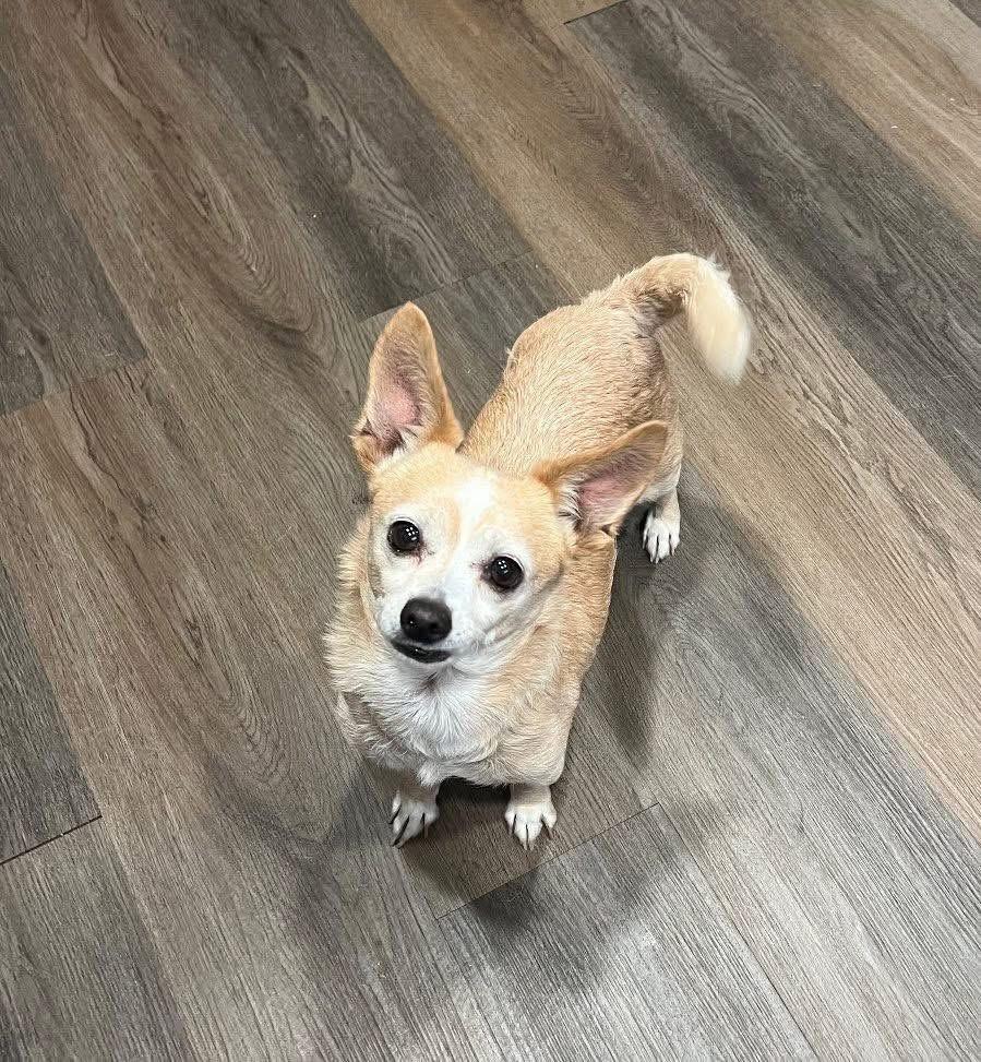 Stimpy