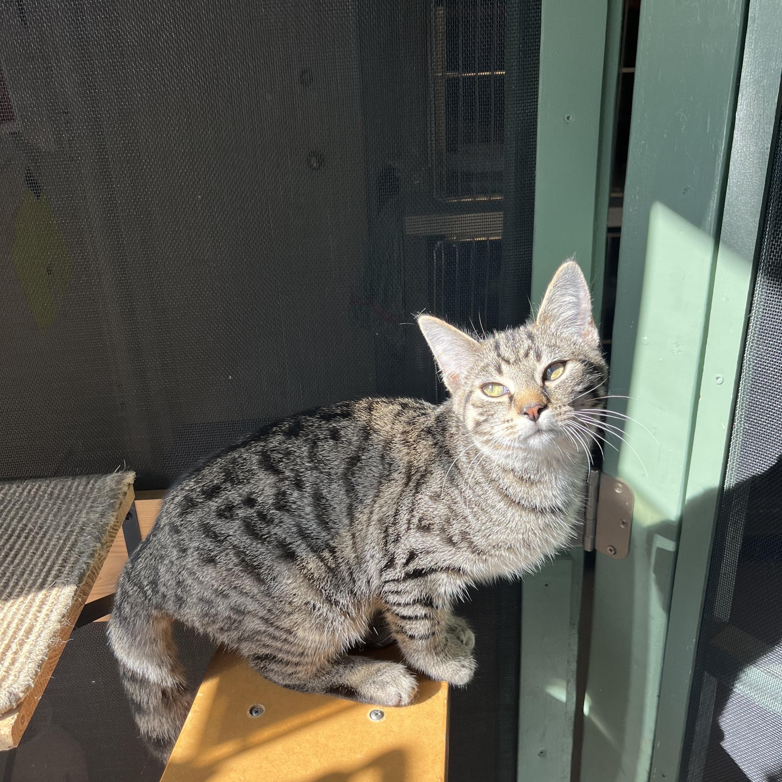Dusty, a Adoptable Tabby in Oberlin, OH image 1/6