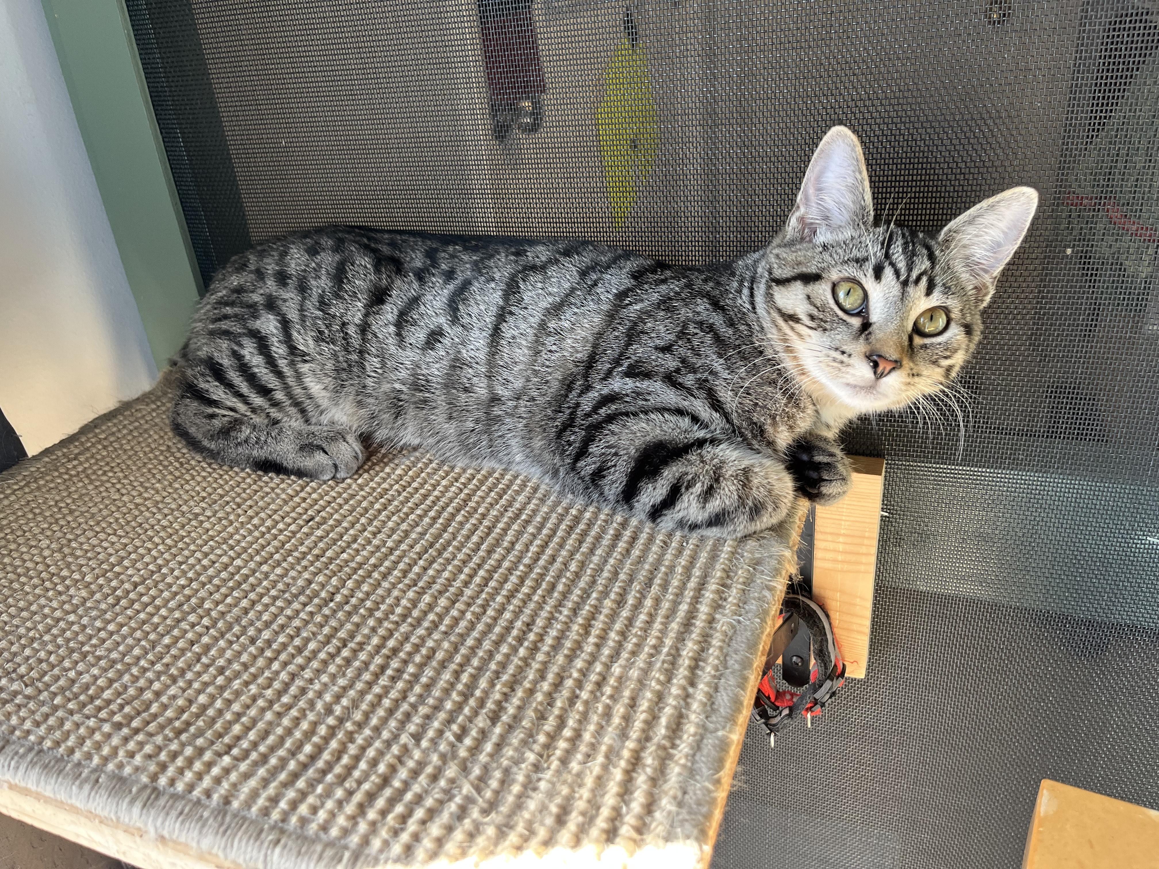 Dusty, a Adoptable Tabby in Oberlin, OH image 2/6