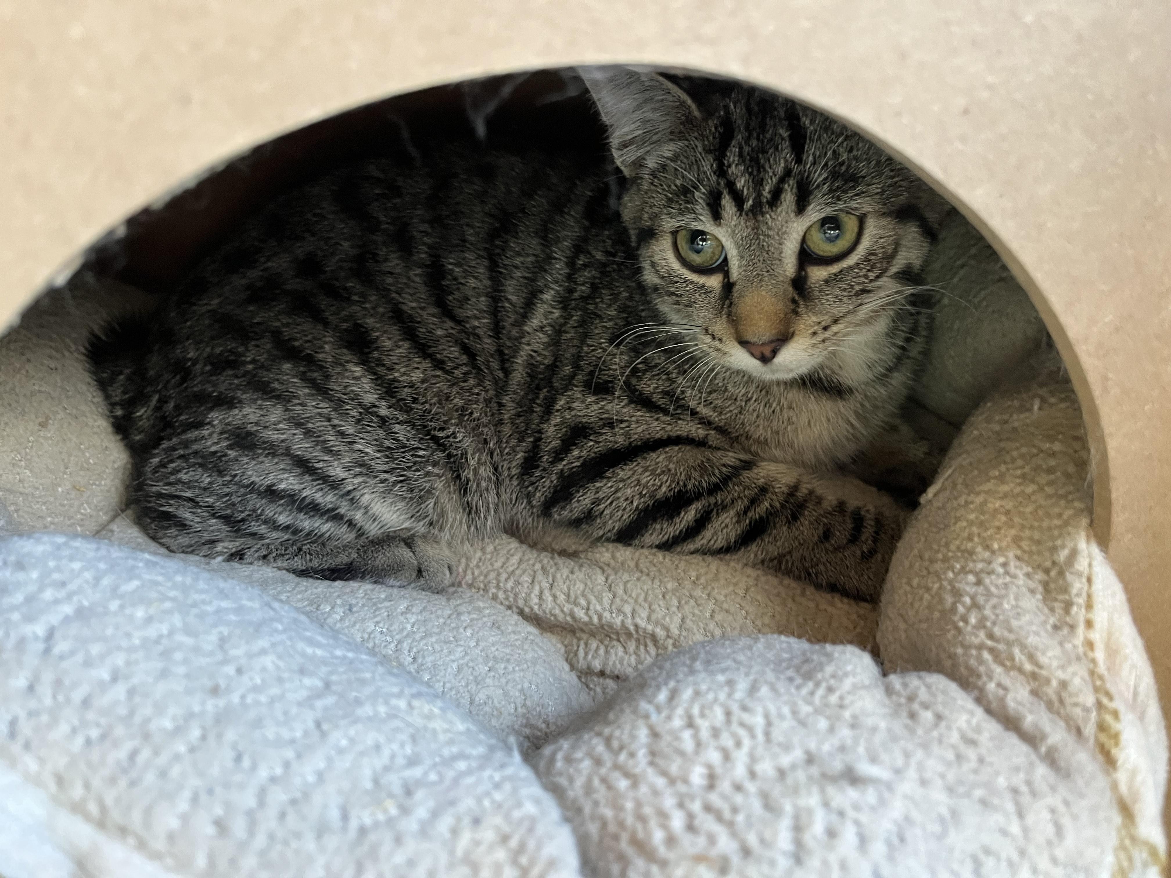 Dusty, a Adoptable Tabby in Oberlin, OH image 3/6