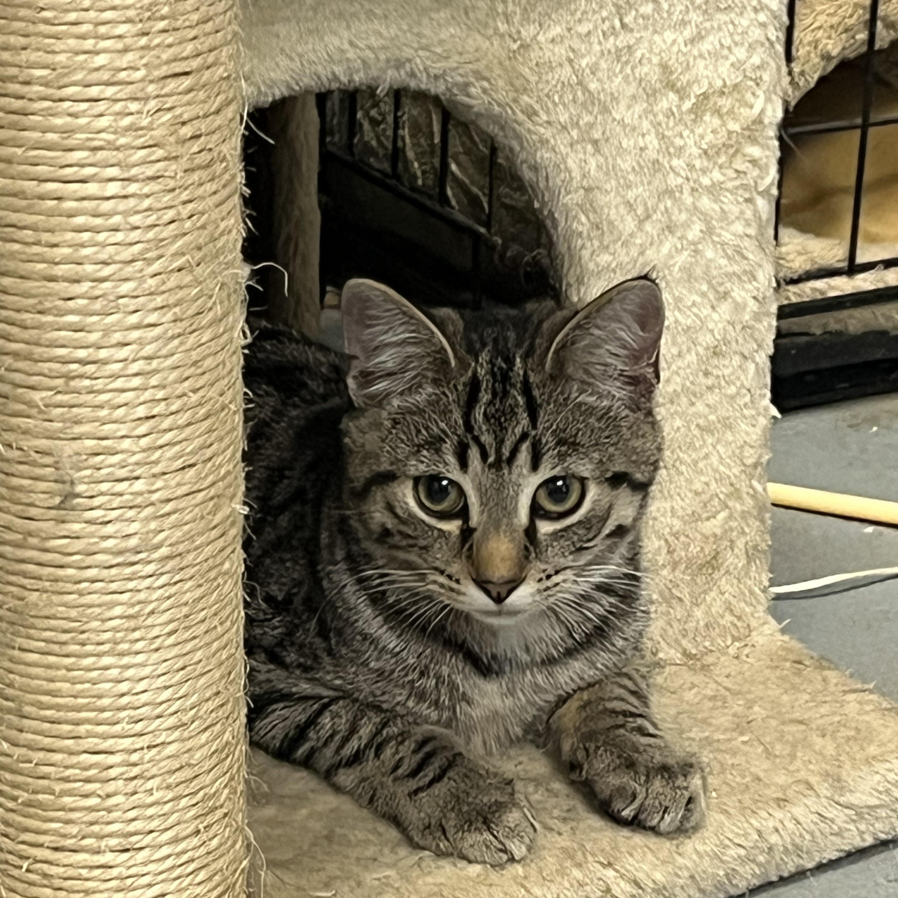 Dusty, a Adoptable Tabby in Oberlin, OH image 4/6