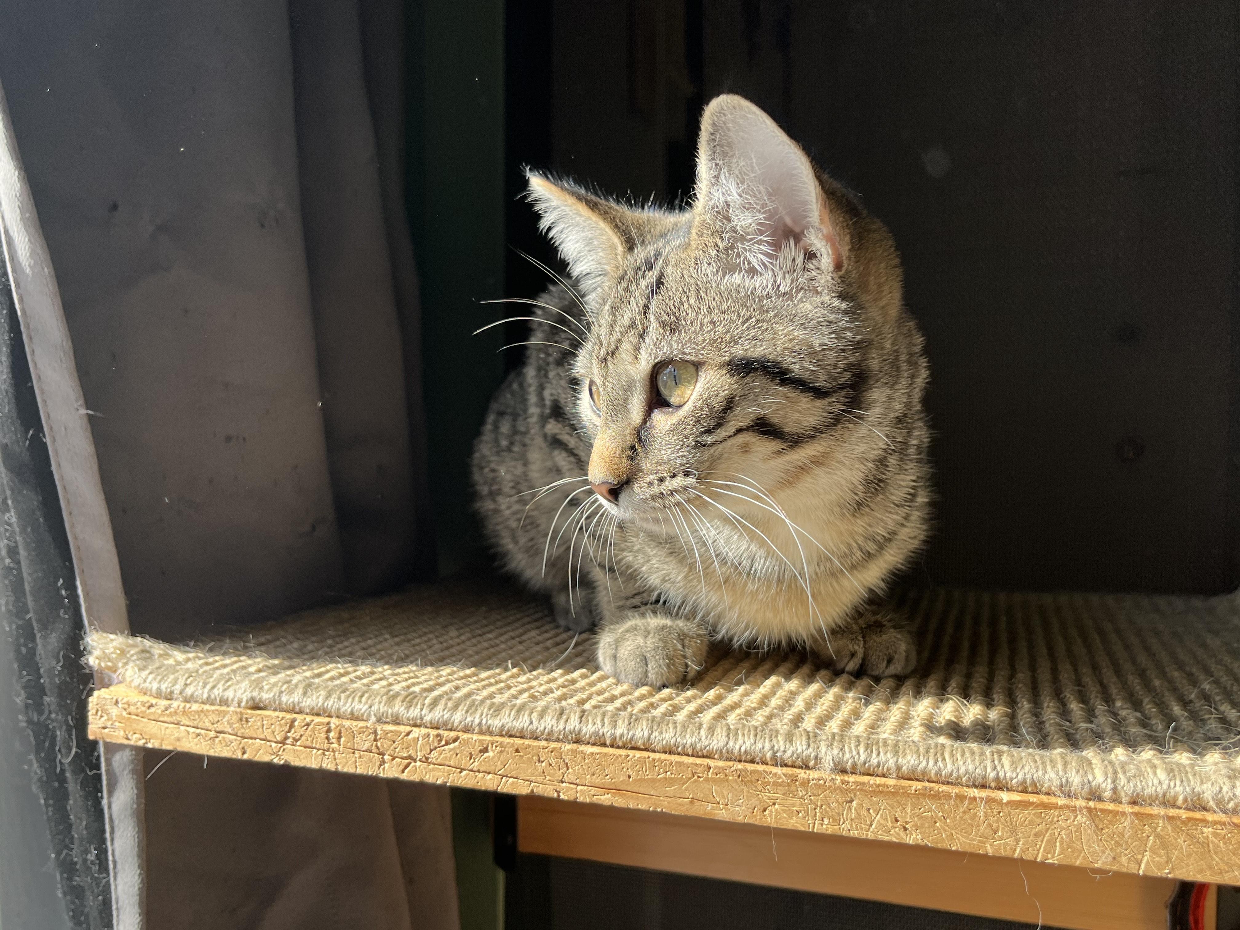 Dusty, a Adoptable Tabby in Oberlin, OH image 5/6