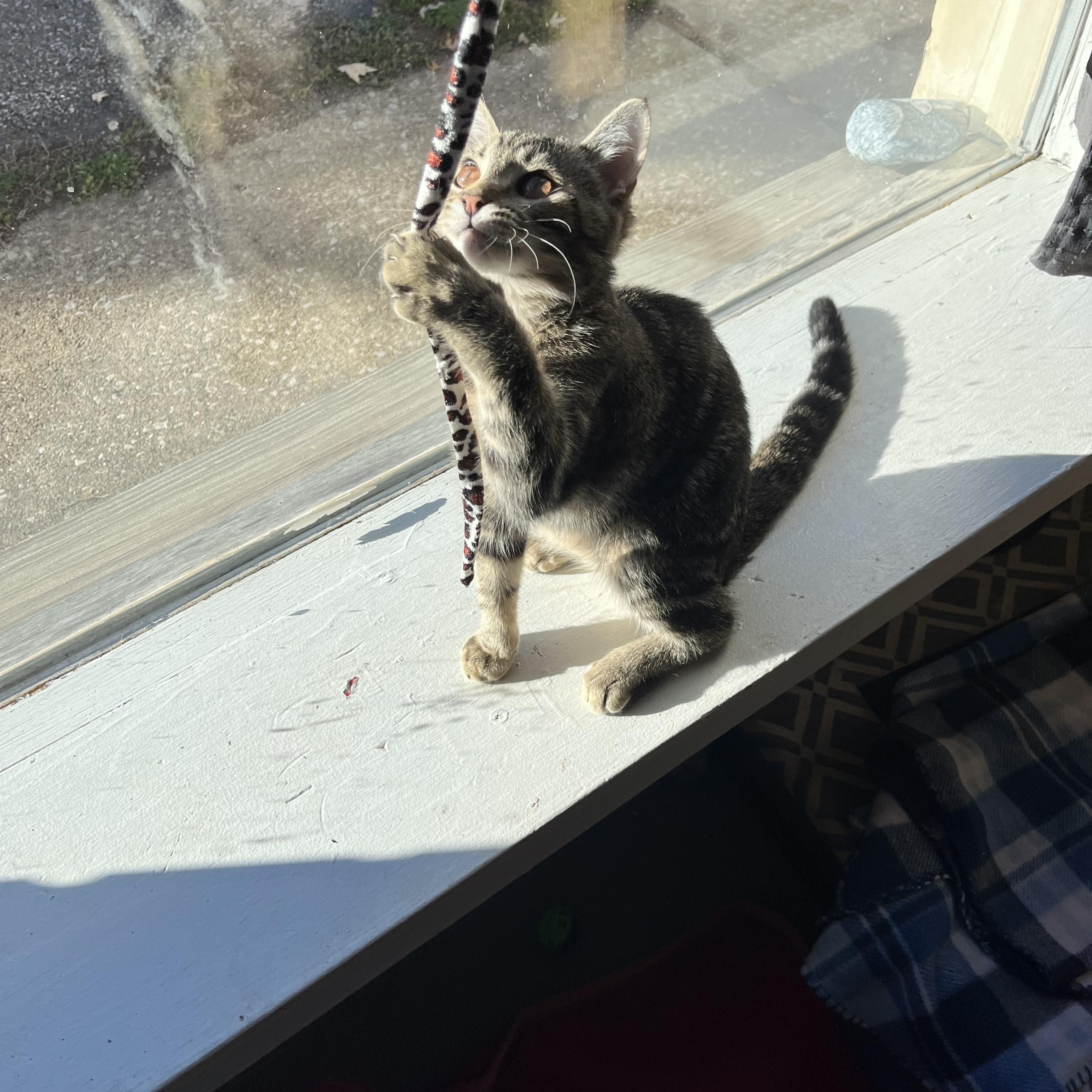 Dusty, a Adoptable Tabby in Oberlin, OH image 6/6