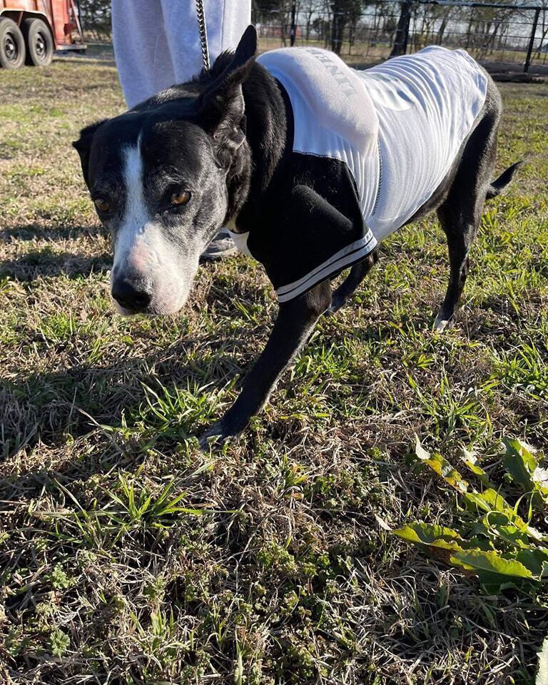 Kori, Adoptable, Senior Female Border Collie.