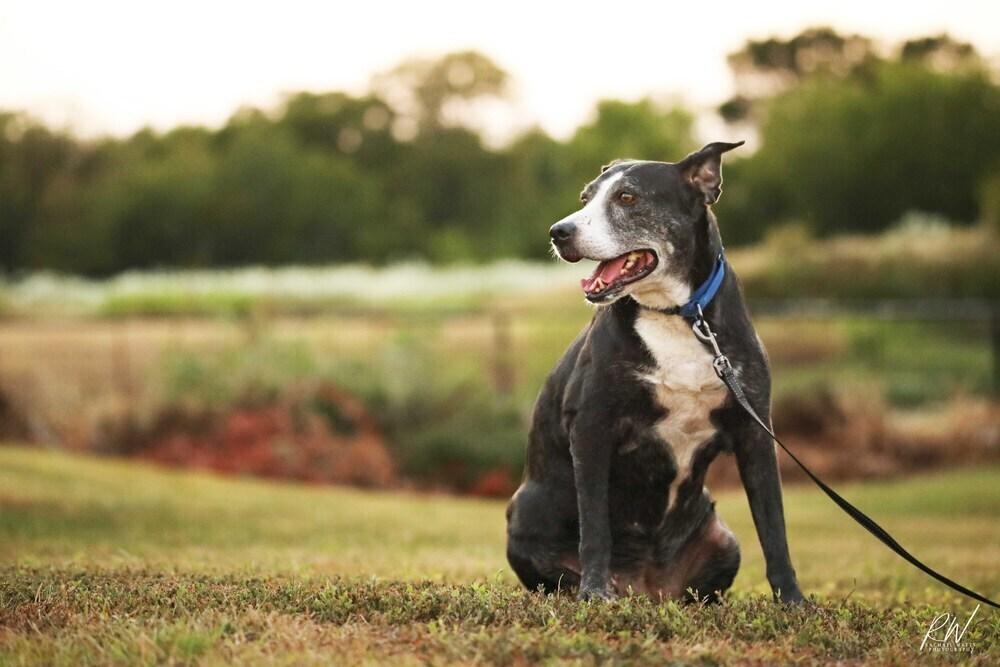 Enlarge Kori, a Adoptable mixed breed in EMORY, TX image 2/3