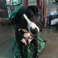 Enlarge Kori, a Adoptable mixed breed in EMORY, TX image 3/3