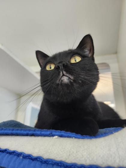 Janet Jackson, Adoptable, Young Female Domestic Short Hair & Domestic Short Hair.