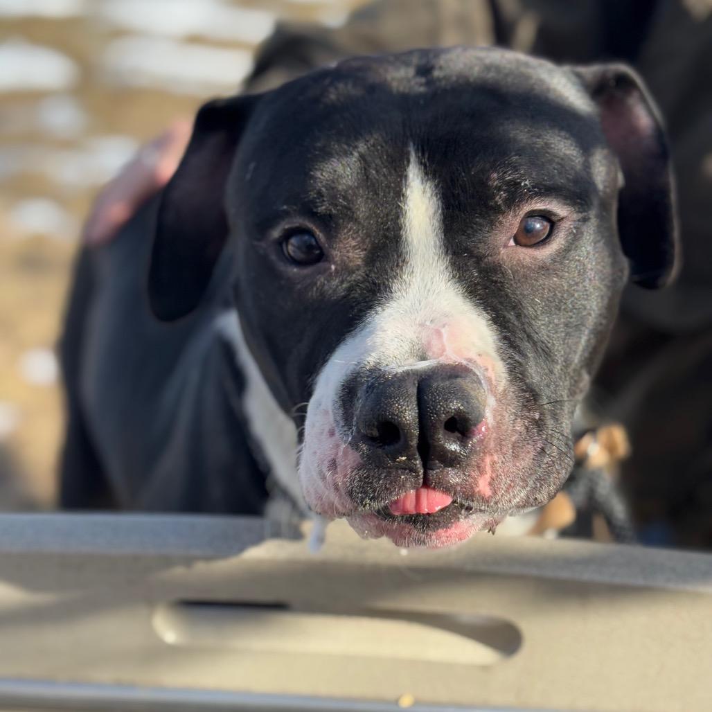 Chaplin, Adoptable, Adult Male Pit Bull Terrier.