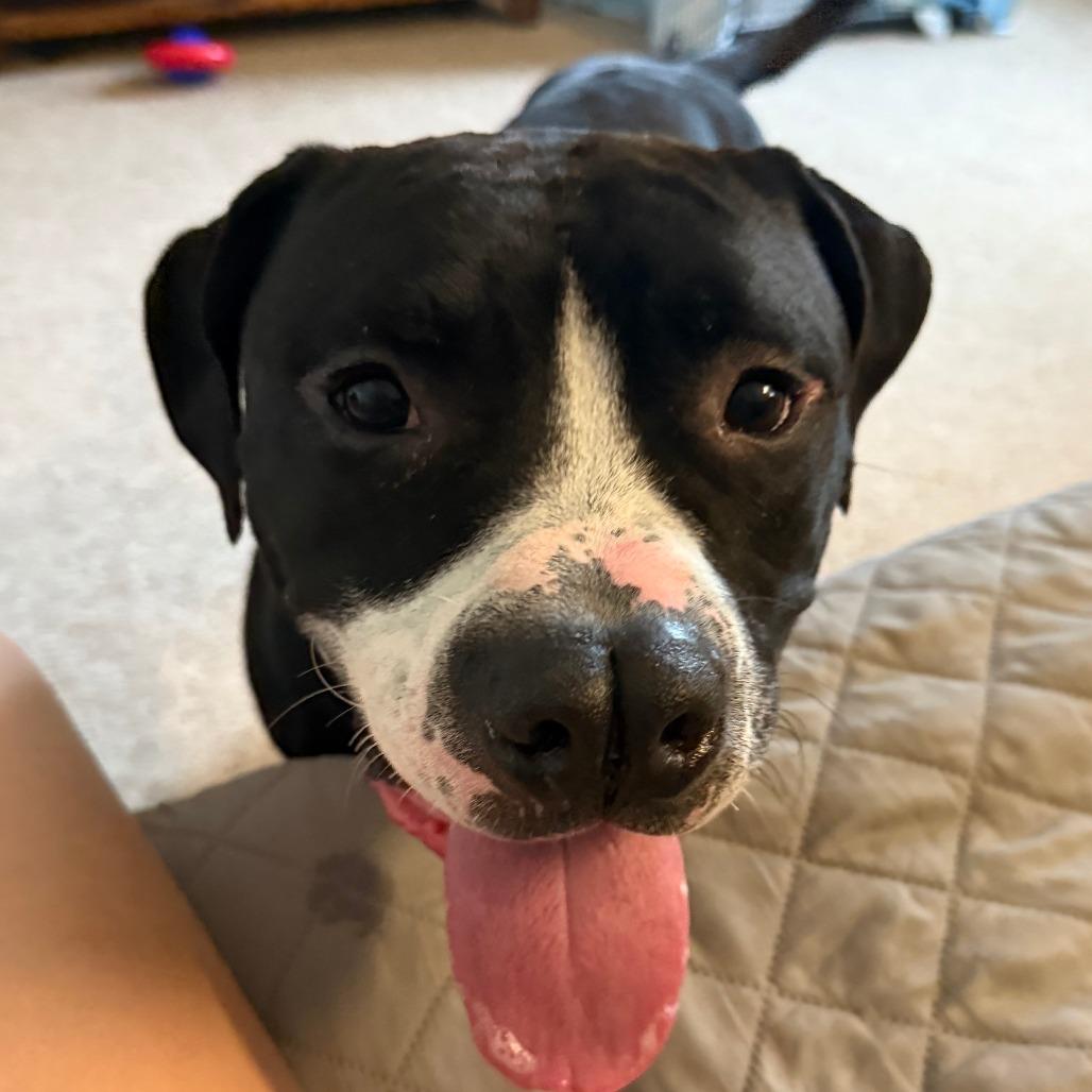 Enlarge Chaplin, a Adoptable Pit Bull Terrier in York, PA image 6/6