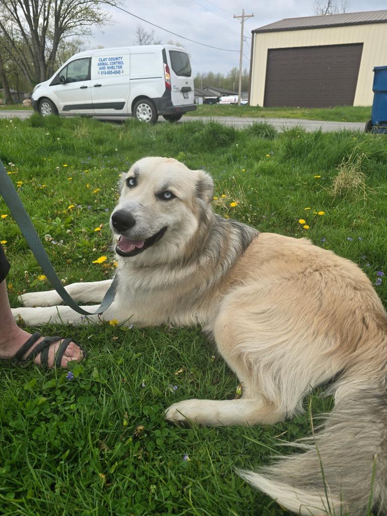 Enlarge Blue, a Adoptable mixed breed in Louisville, IL image 1/1