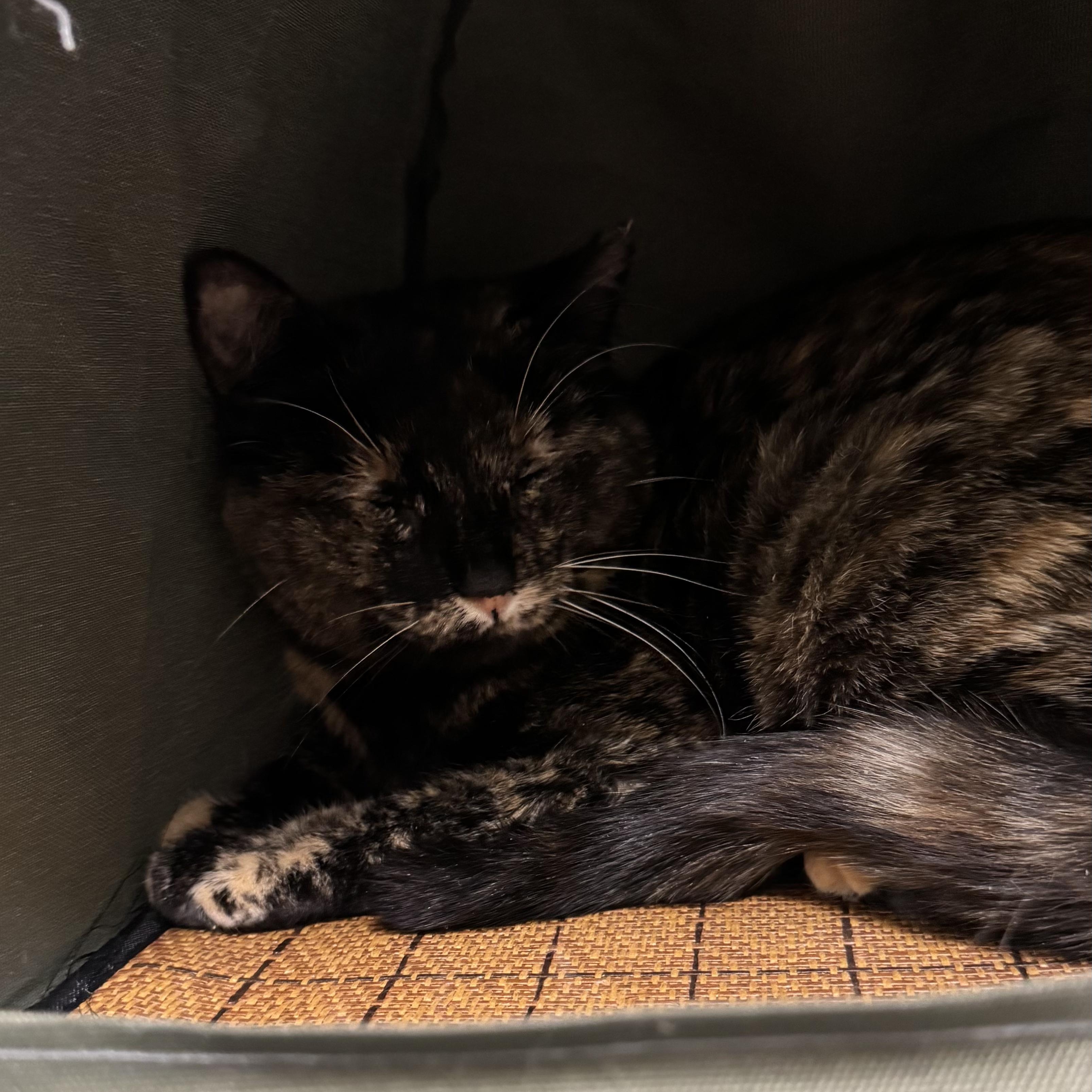 Enlarge Lois, a ADOPTABLE Domestic Short Hair in Fall River, MA image 2/5