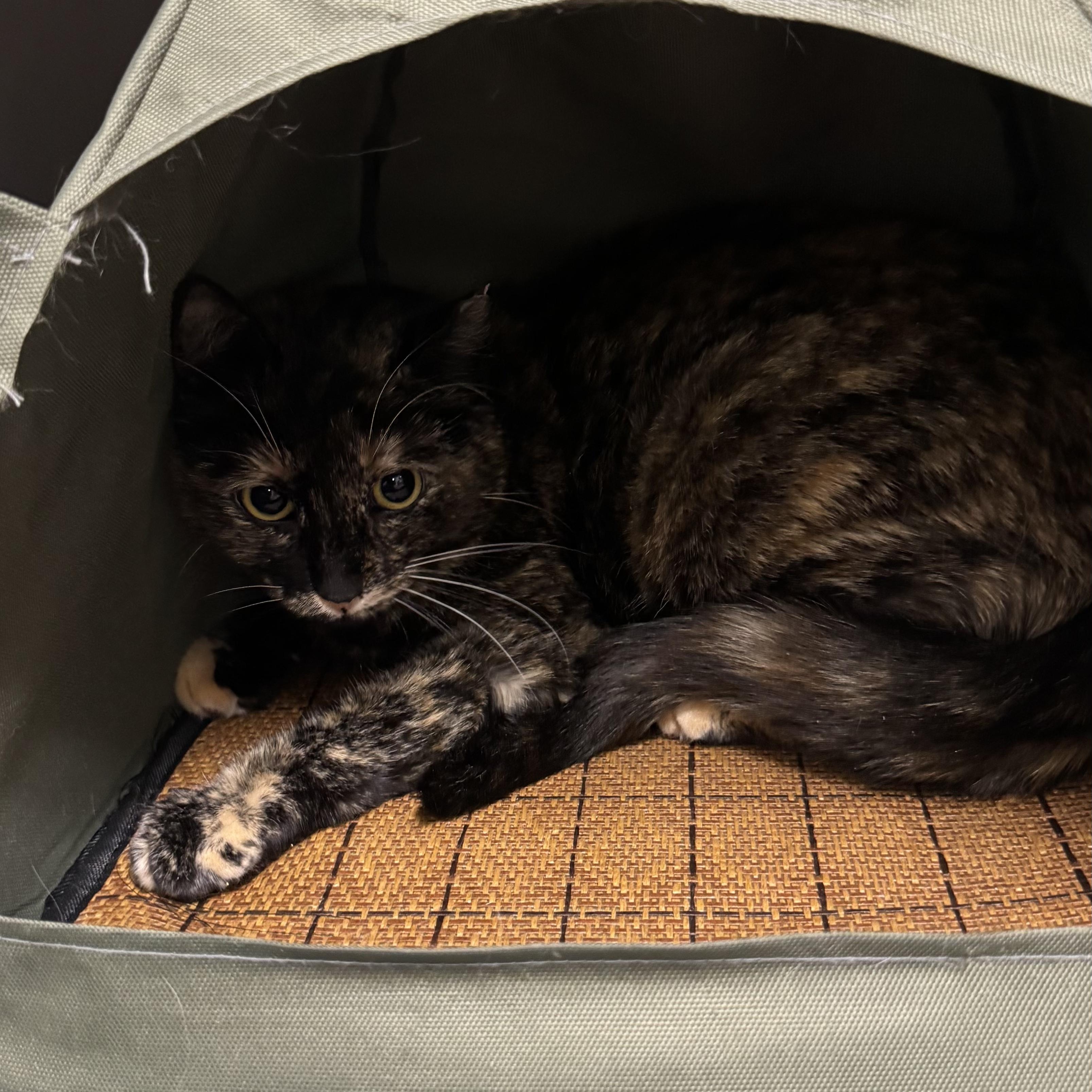 Enlarge Lois, a ADOPTABLE Domestic Short Hair in Fall River, MA image 5/5