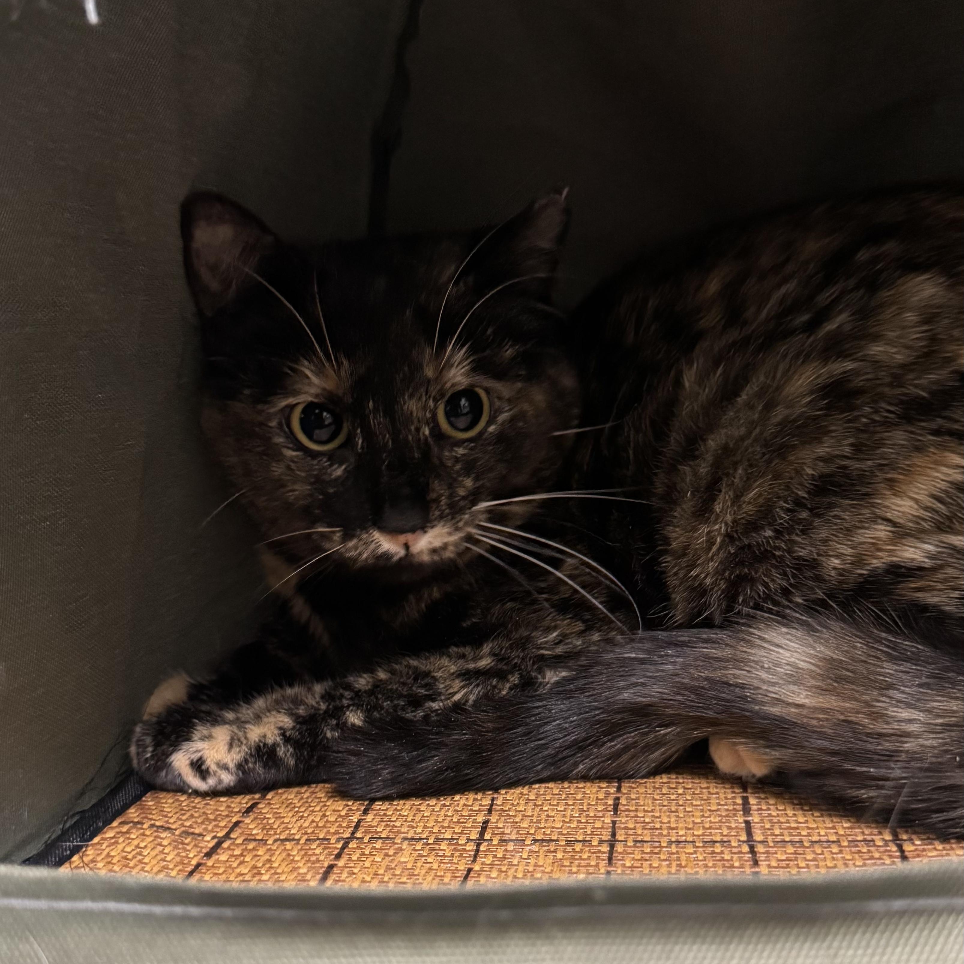 Enlarge Lois, a ADOPTABLE Domestic Short Hair in Fall River, MA image 3/5