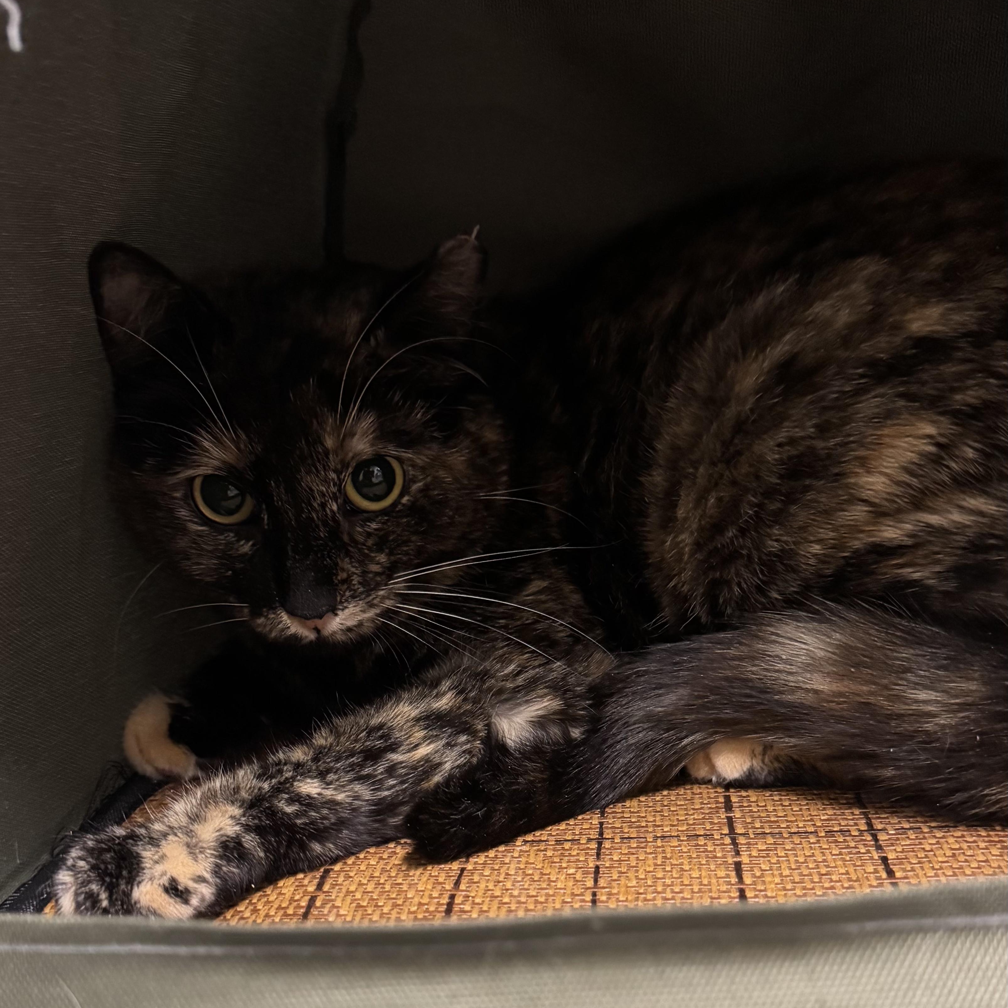Enlarge Lois, a ADOPTABLE Domestic Short Hair in Fall River, MA image 4/5