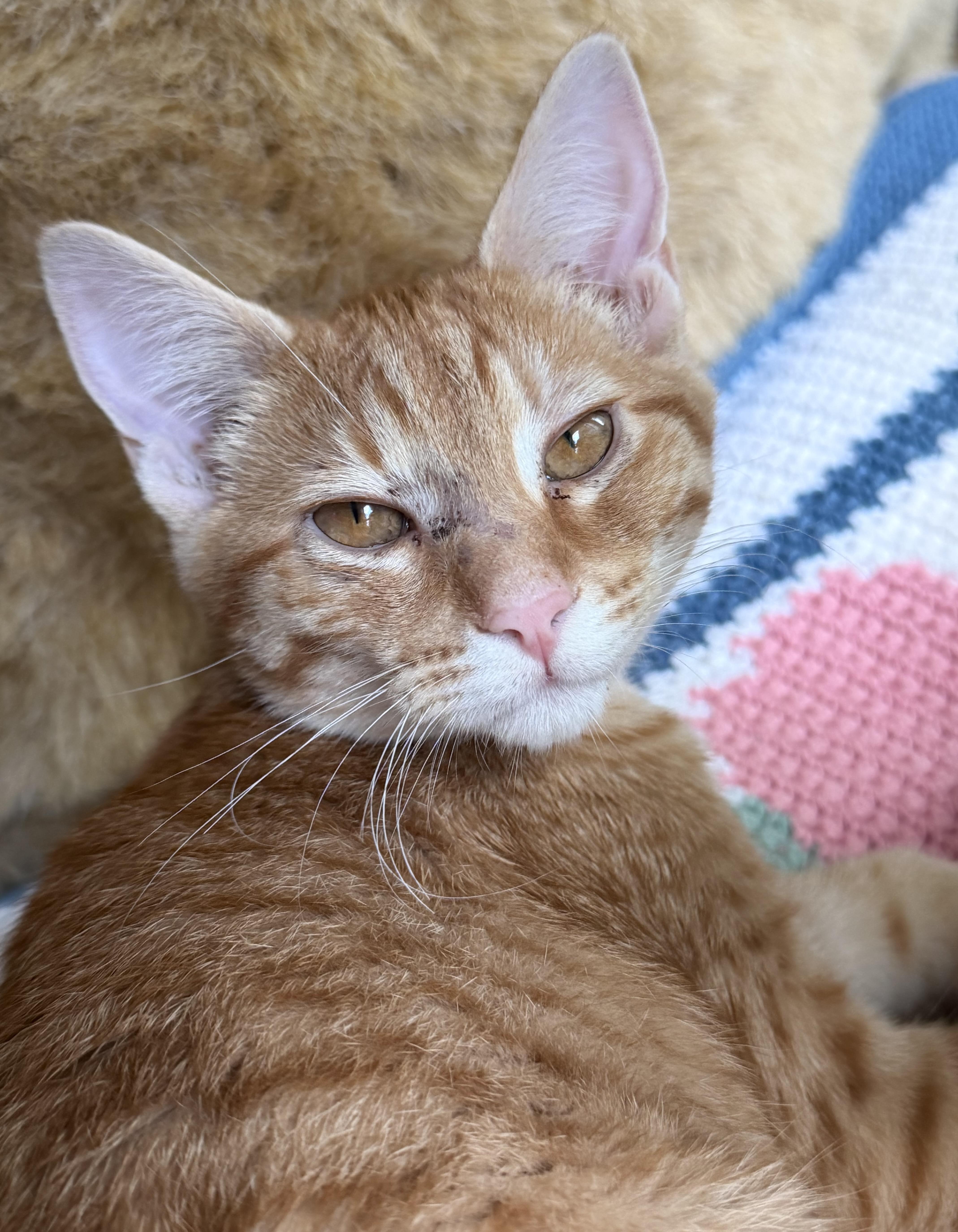 Enlarge Sprig, a Adoptable Domestic Short Hair in Redmond, WA image 2/3