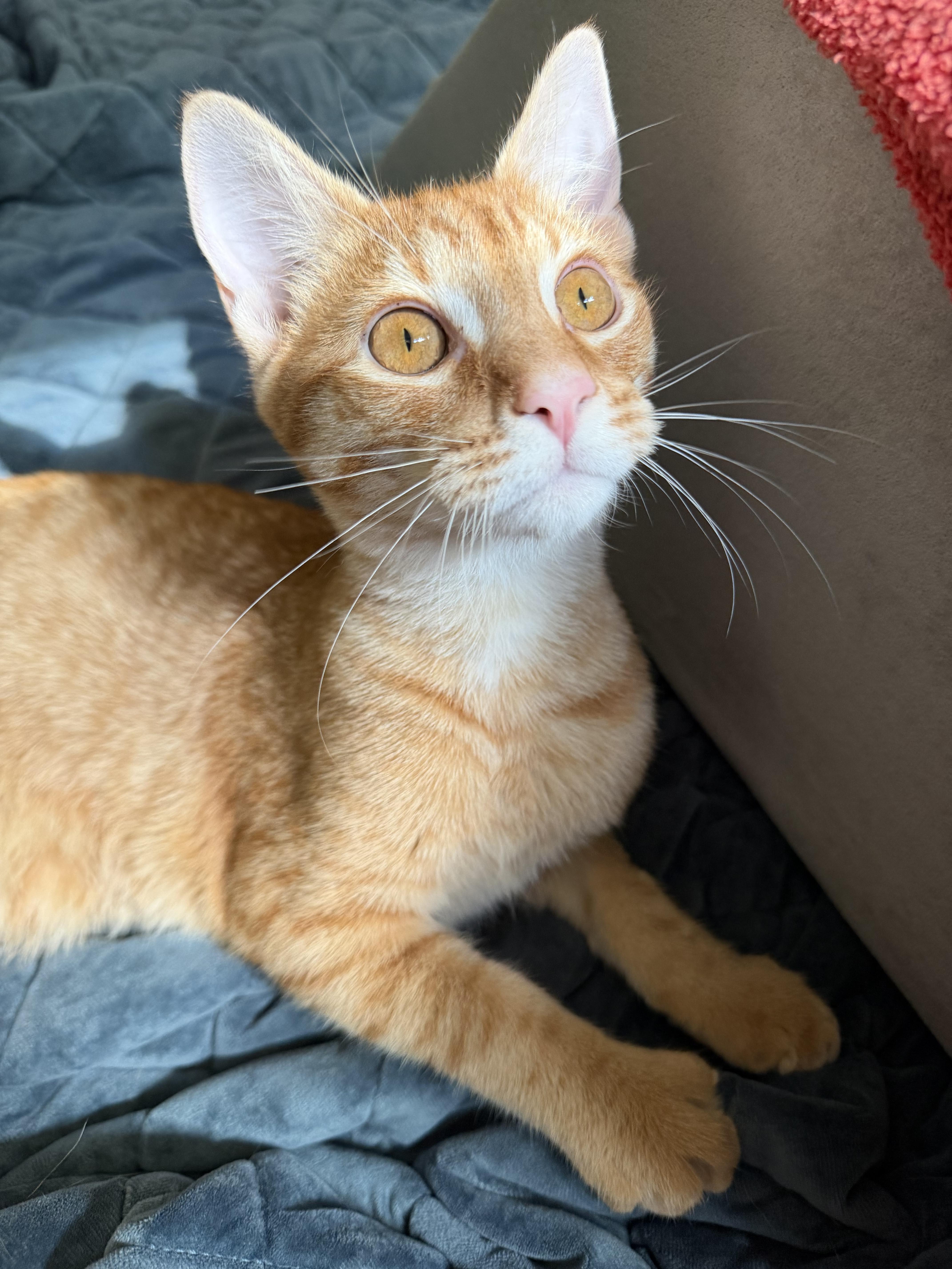 Enlarge Sprig, a Adoptable Domestic Short Hair in Redmond, WA image 3/3