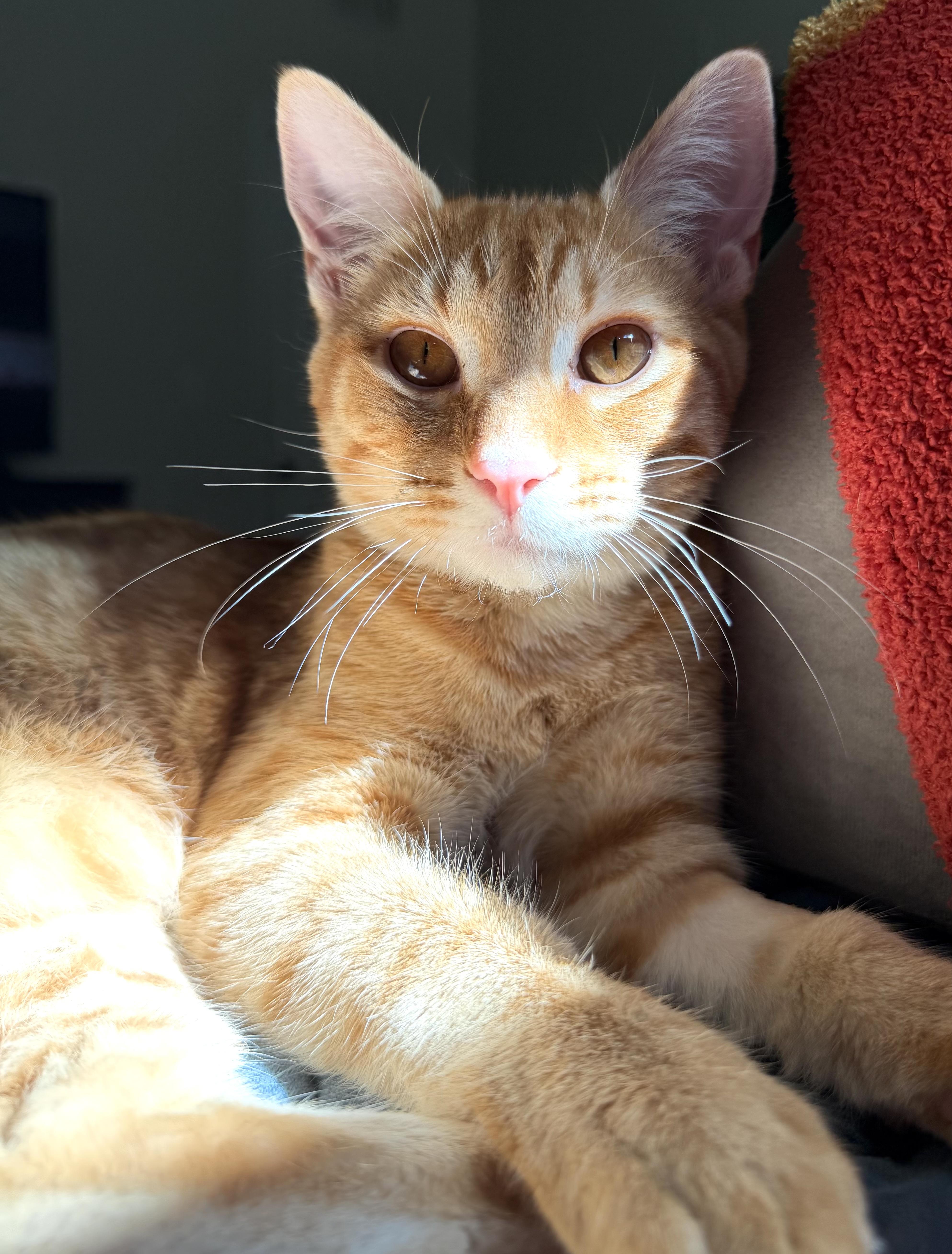 Enlarge Sprig, a Adoptable Domestic Short Hair in Redmond, WA image 1/3