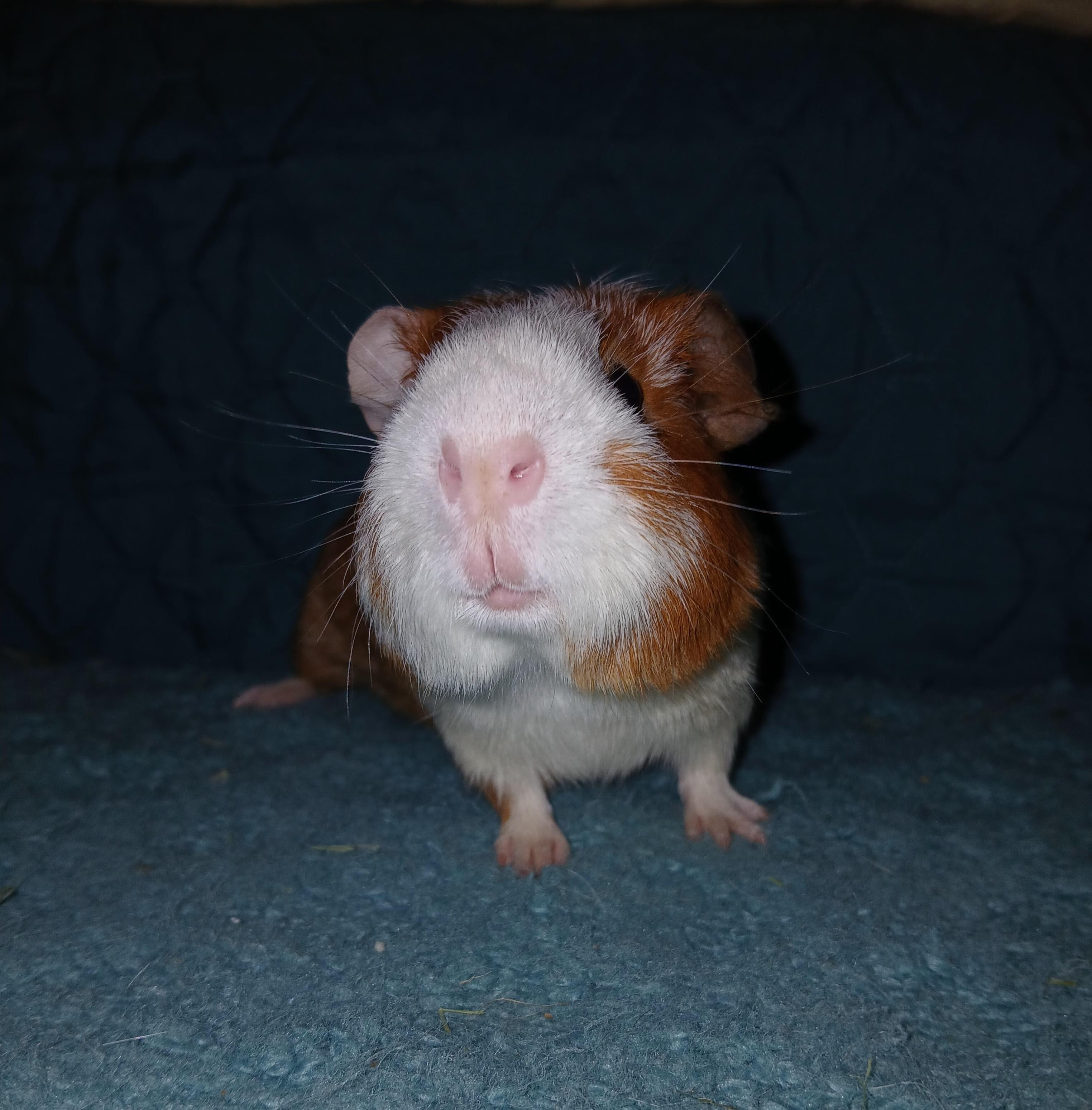 Beckett