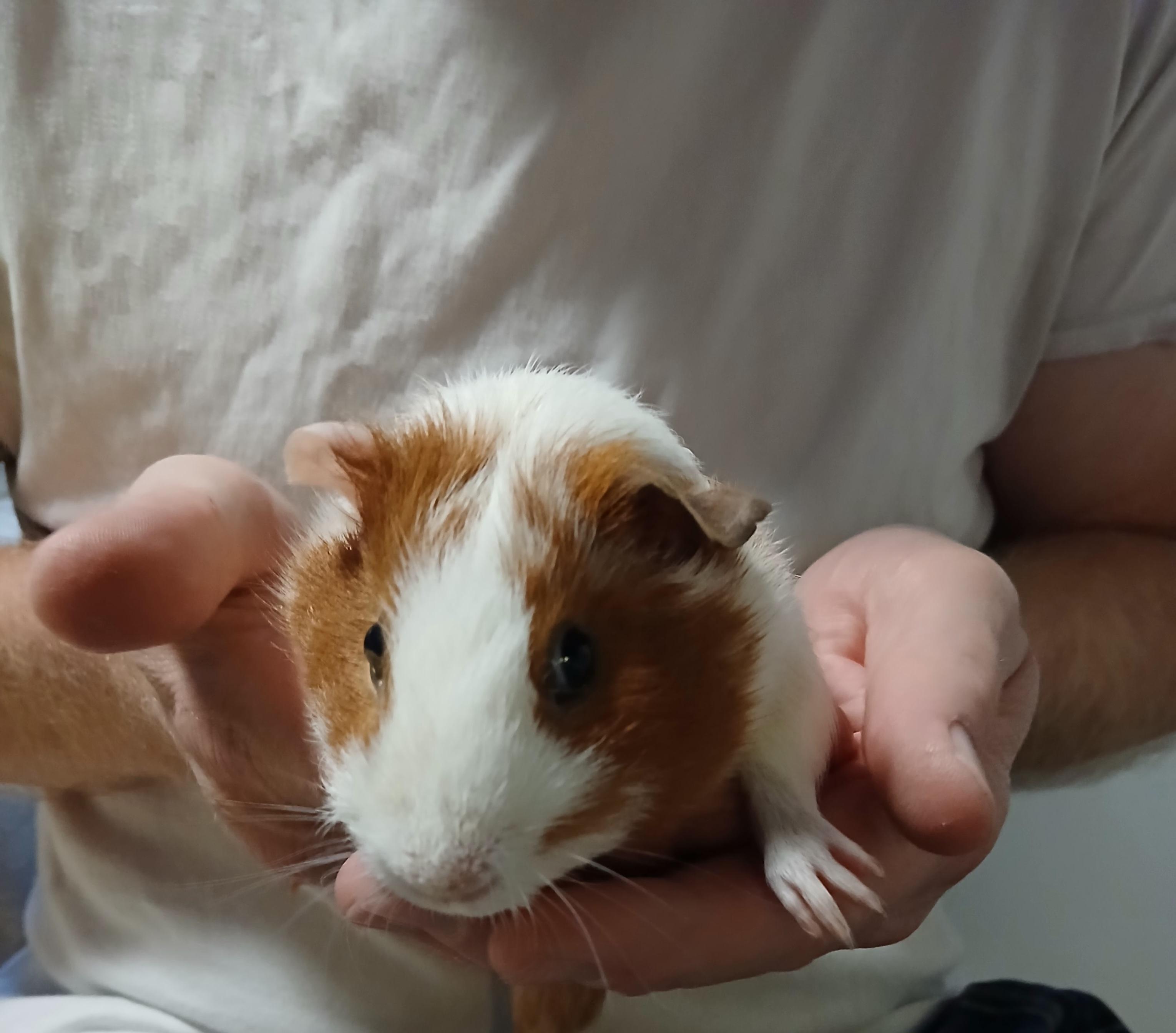 Beckett