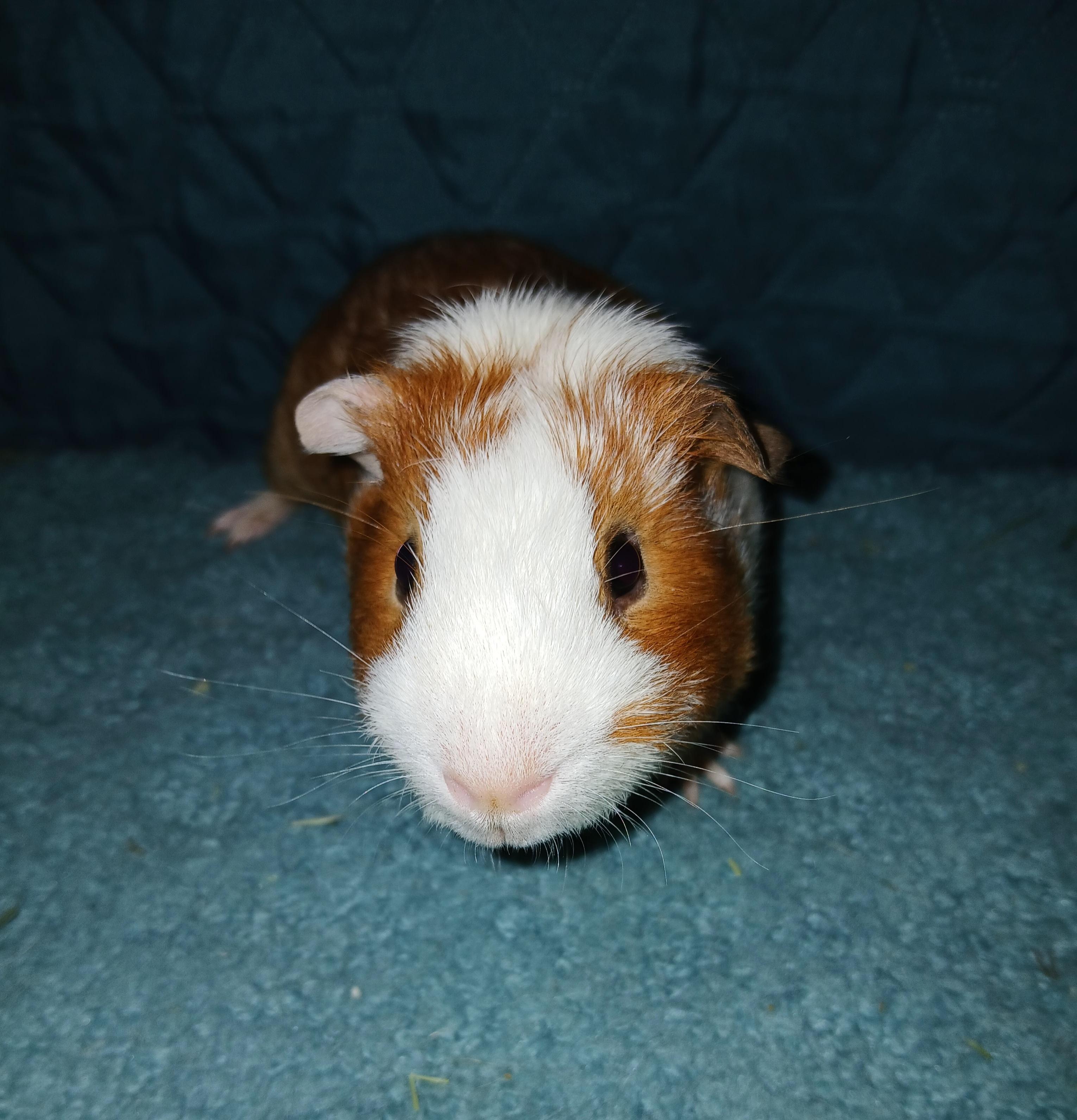 Beckett