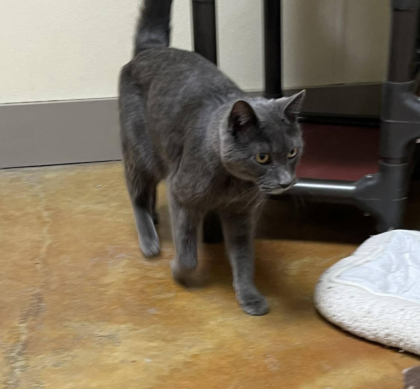 Ian, Adopted, Adult Male Domestic Short Hair.