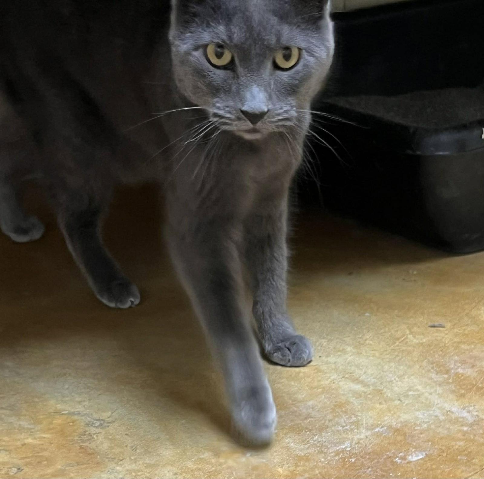 Enlarge Ian, a Adopted Domestic Short Hair in Austin, MN image 2/3