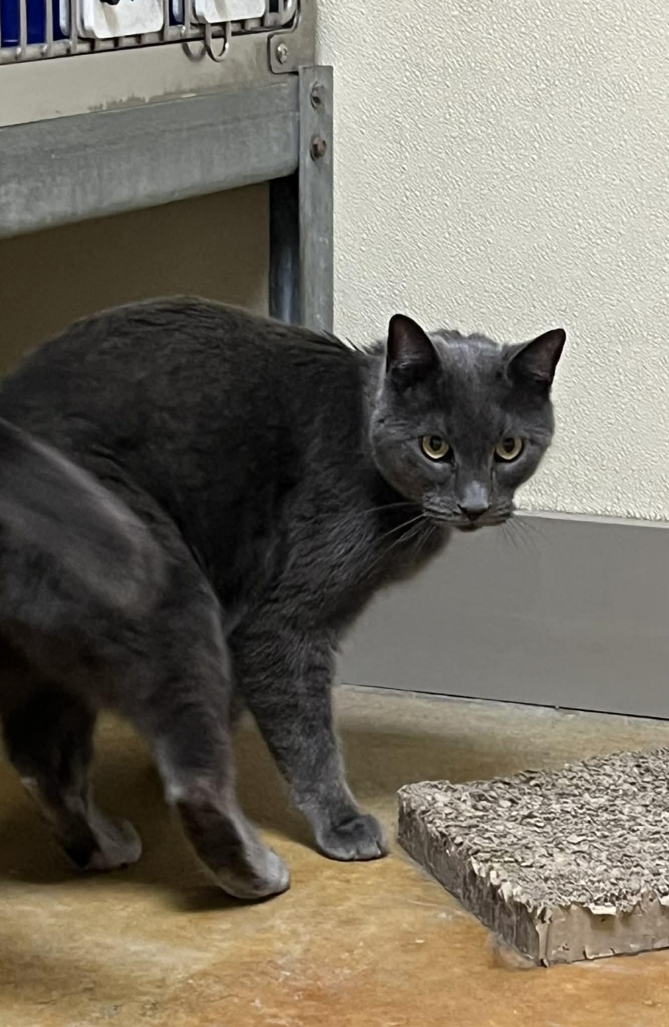 Enlarge Ian, a Adopted Domestic Short Hair in Austin, MN image 3/3
