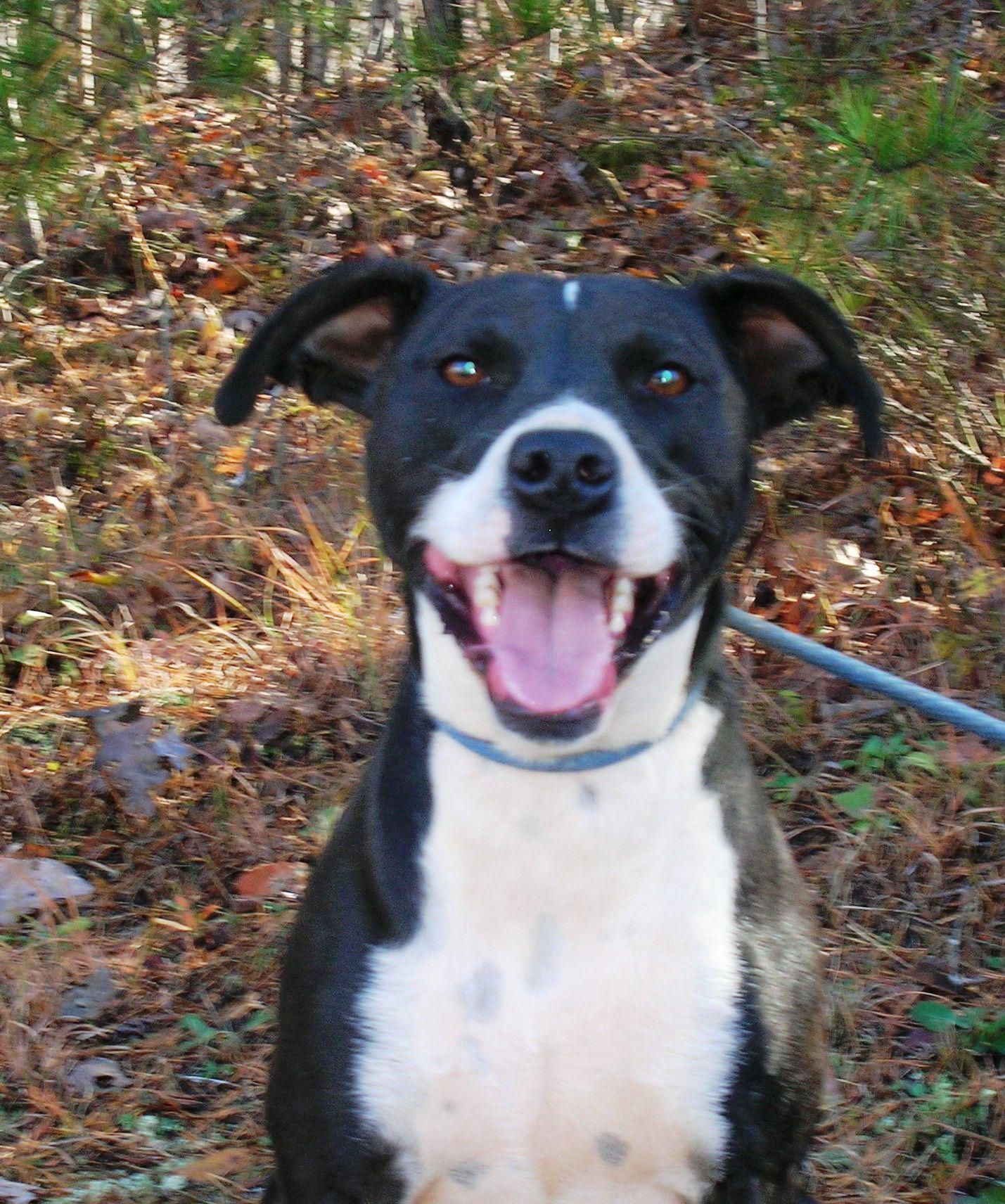 Enlarge Dexter, a Adoptable mixed breed in Westminster, SC image 1/6
