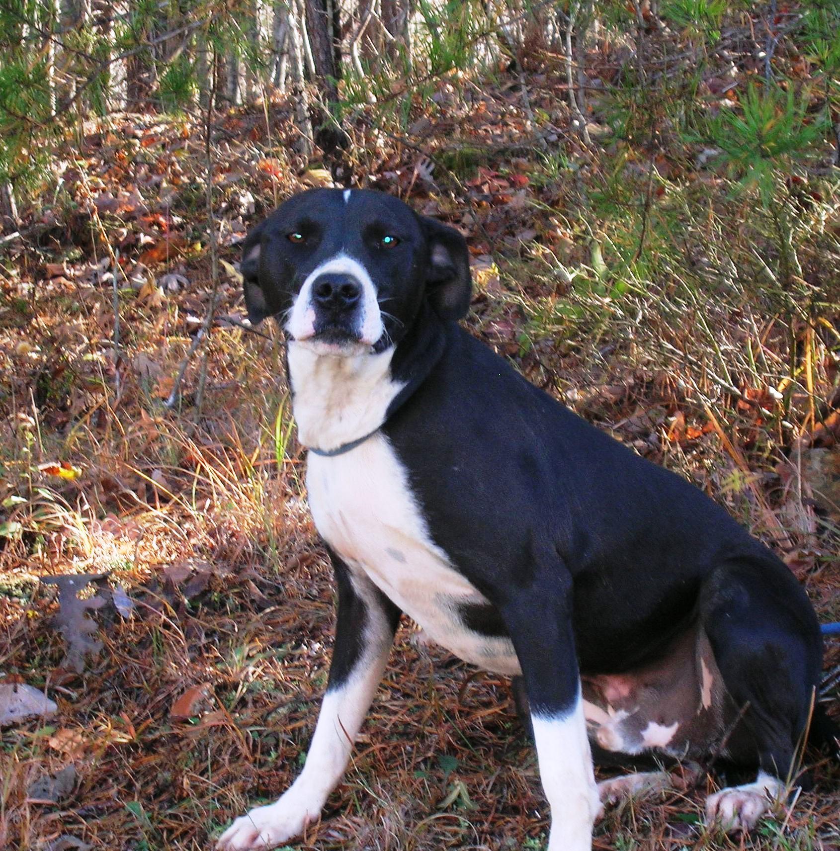 Enlarge Dexter, a Adoptable mixed breed in Westminster, SC image 2/6
