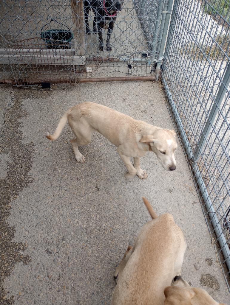 Kesha, Adoptable, Young Female Labrador Retriever.