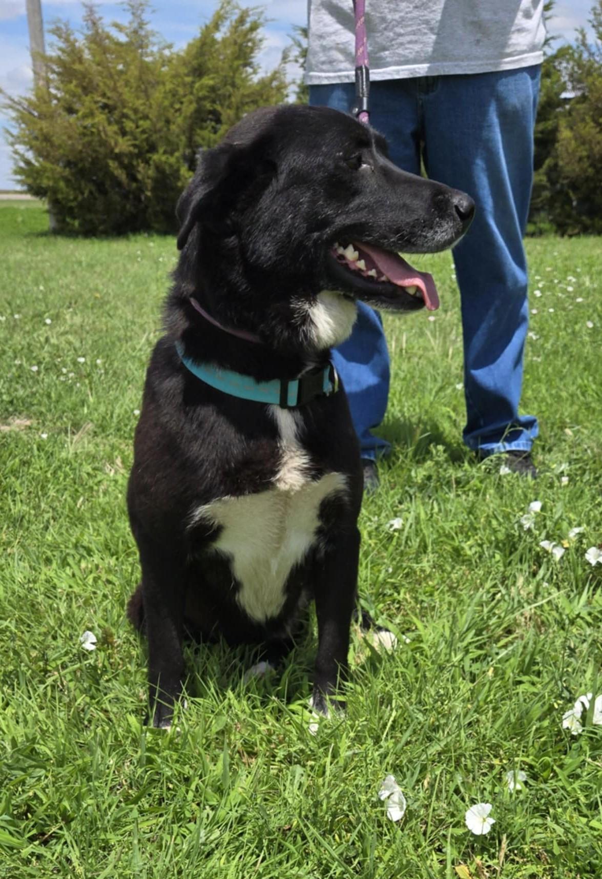 Joy, an adoptable Labrador Retriever in Larned, KS, 67550 | Photo Image 1