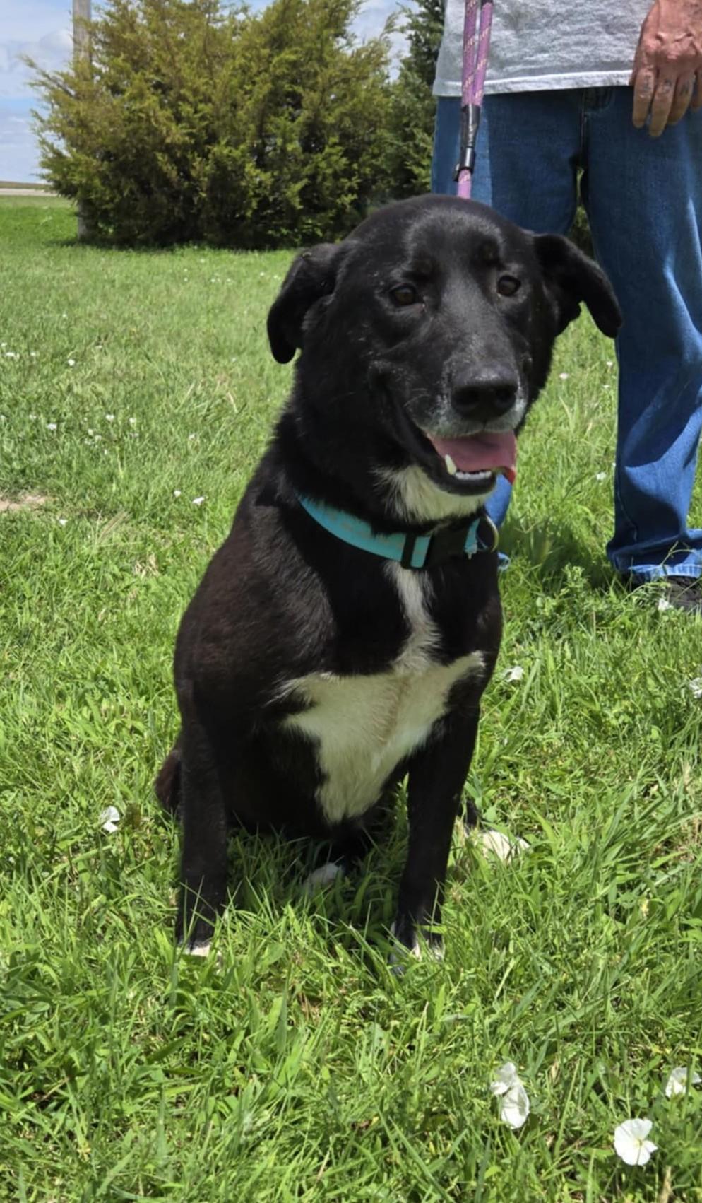 Joy, an adoptable Labrador Retriever in Larned, KS, 67550 | Photo Image 2