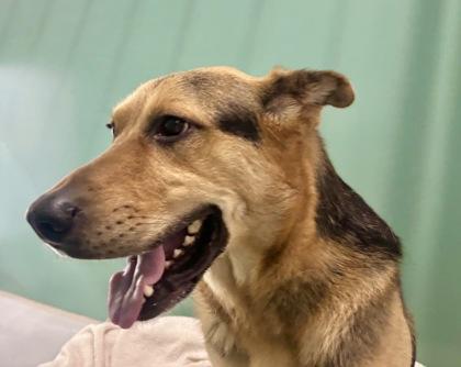 Enlarge King 1398-25, a Adoptable mixed breed in Cumming, GA image 1/2